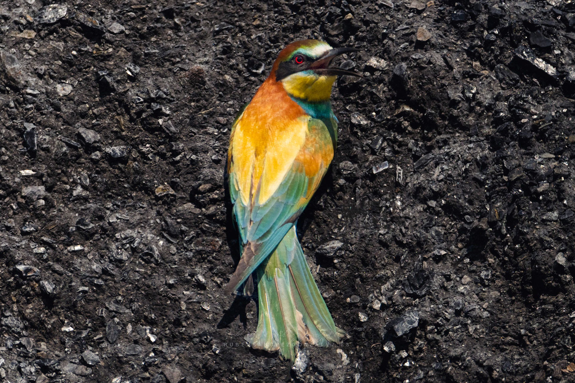 Abejaruco o Merops apiaster - Aves