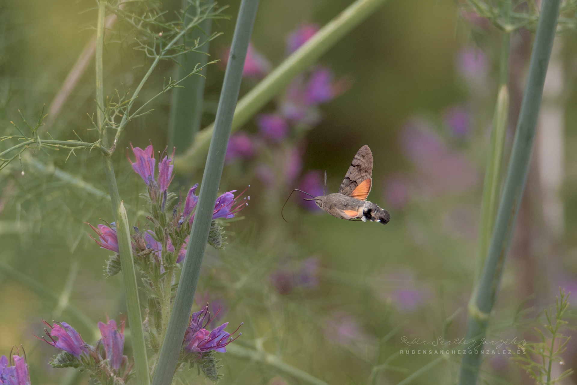 Esfinge Colibrí o Macroglossum Stellatarum - Macro