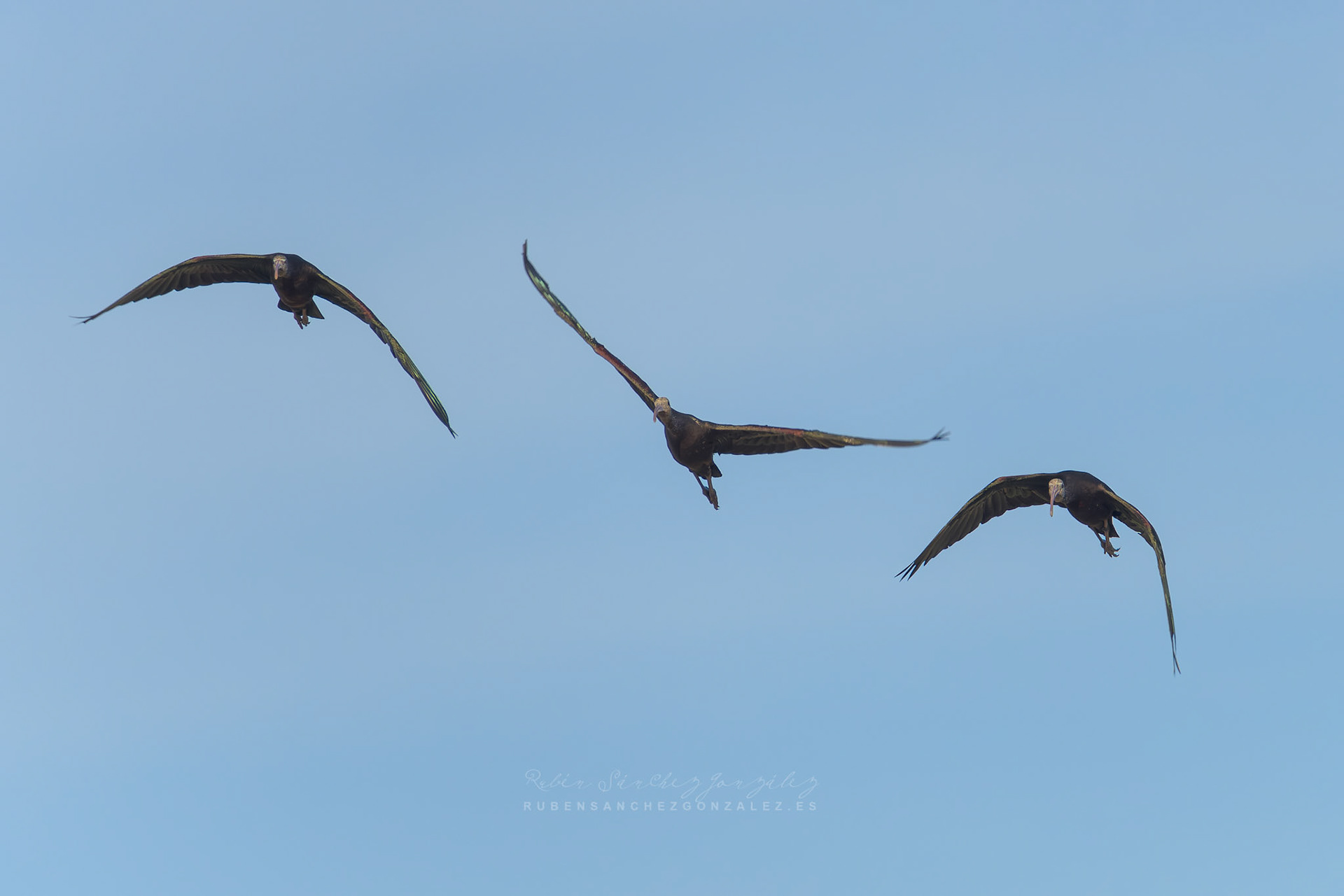 Morito común o Plegadis falcinellus - Aves