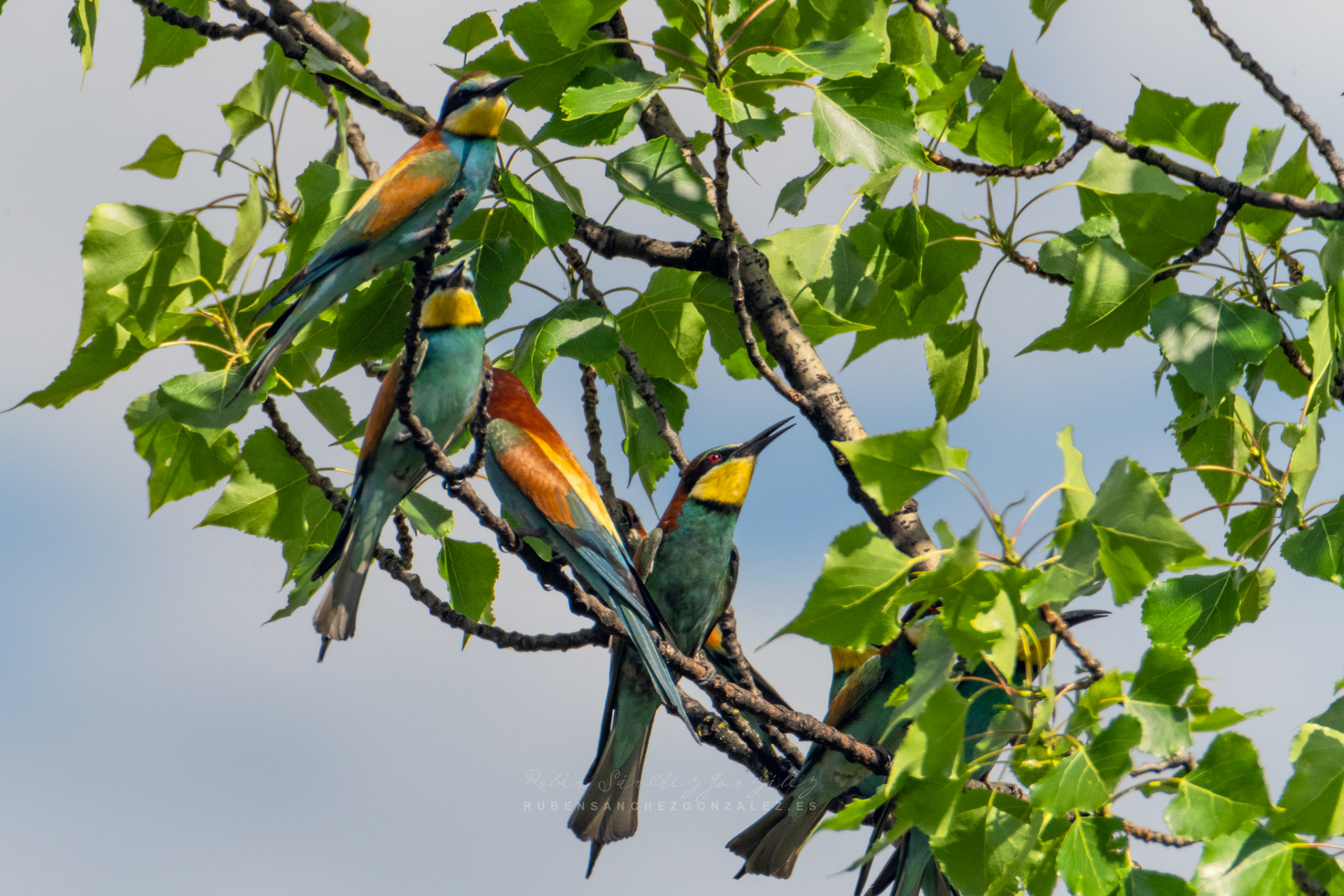 Abejaruco o Merops apiaster - Aves