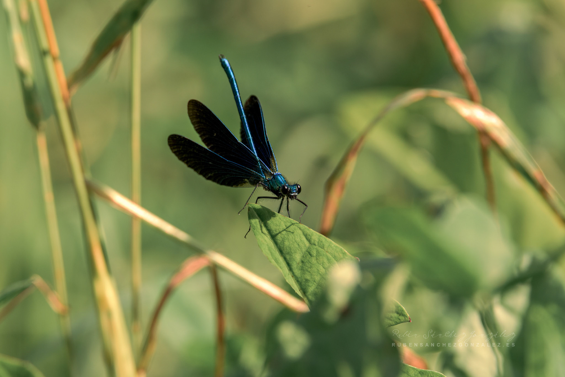 Libélula o Anisoptera - Macro