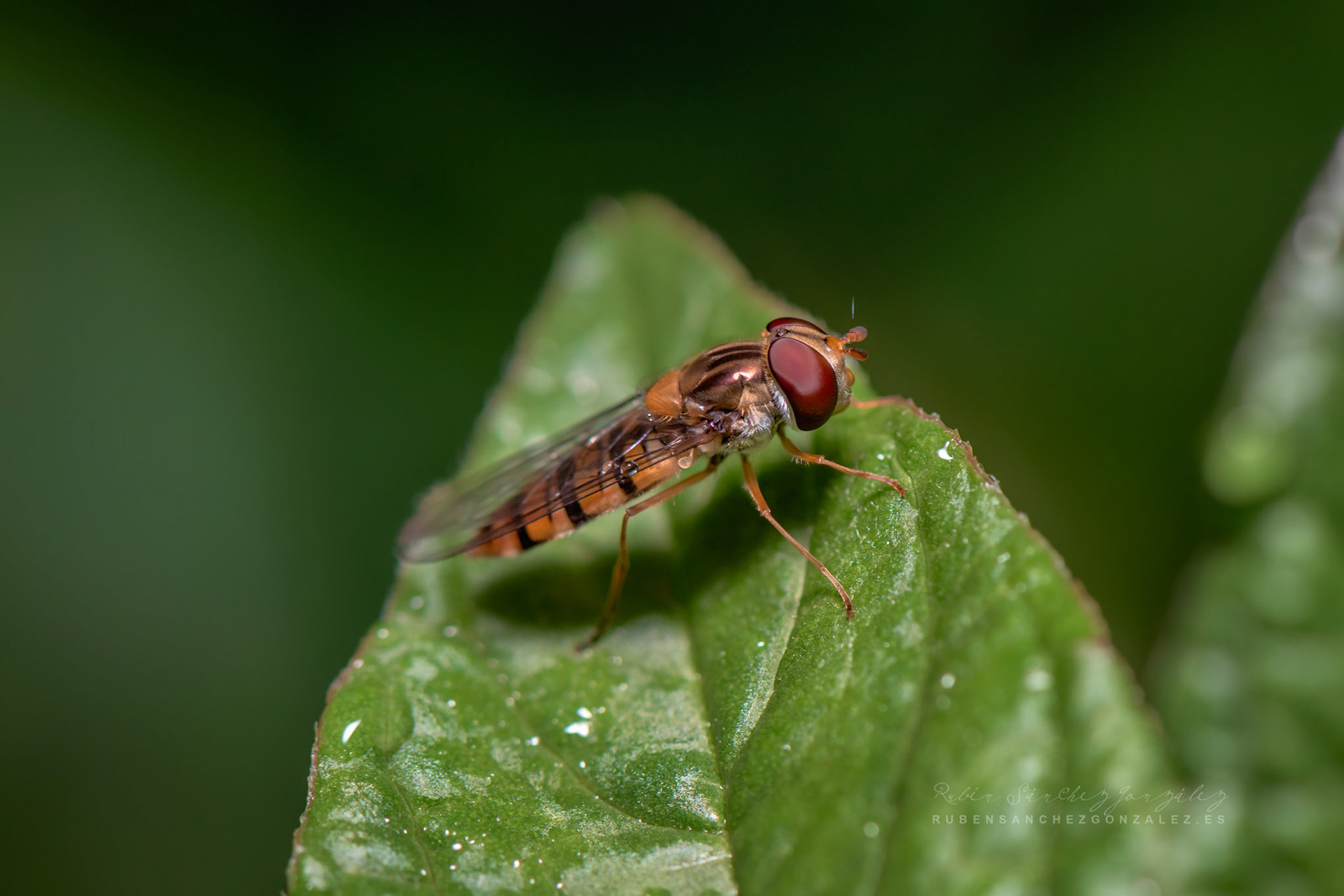 Mosca Cernidora o Episyrphus balteatus - Macro