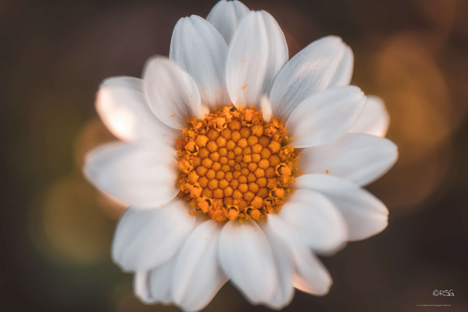 Flor de Manzanilla, Macro