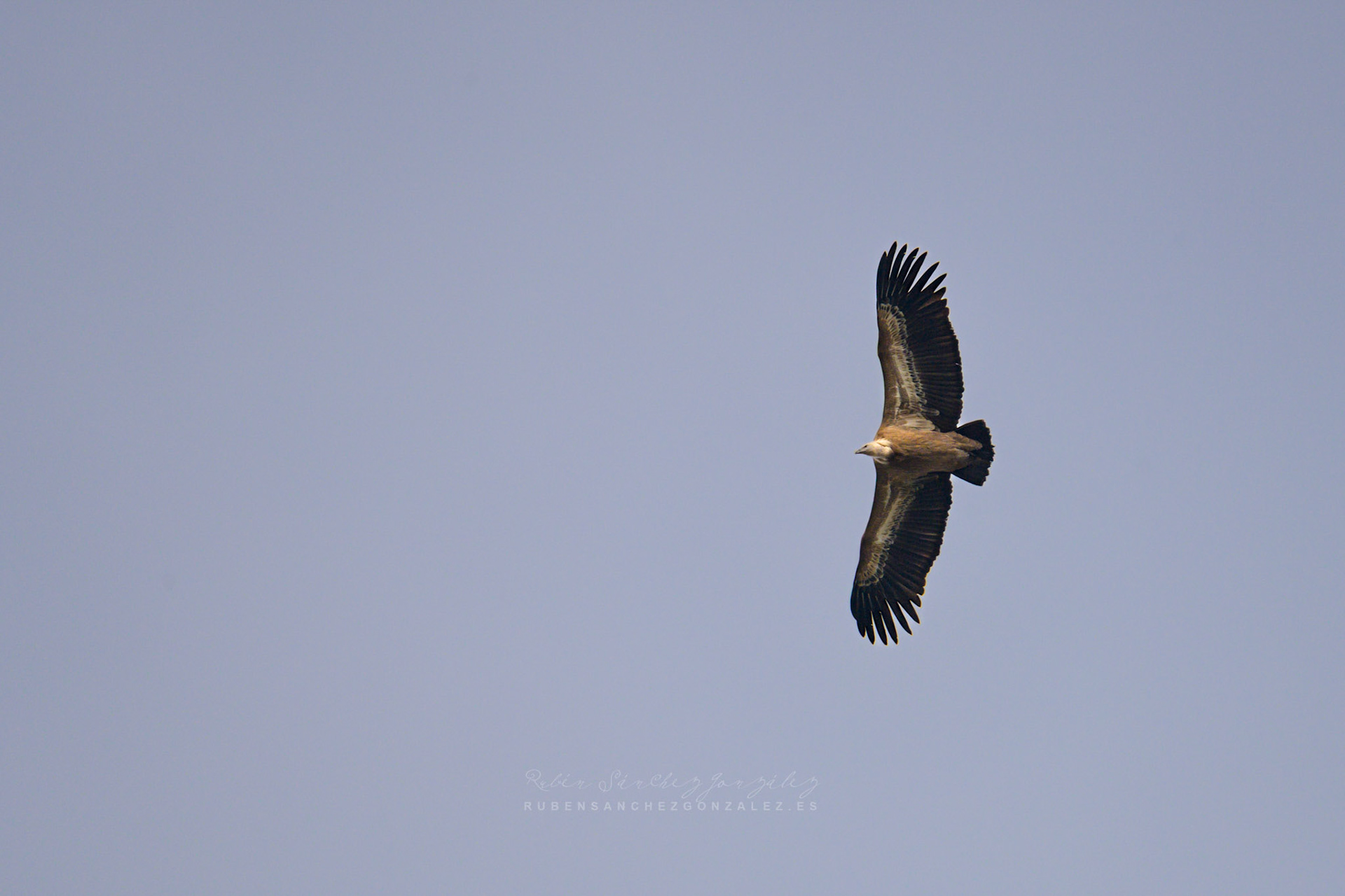 Buitre leonado o Gyps fulvus - Aves