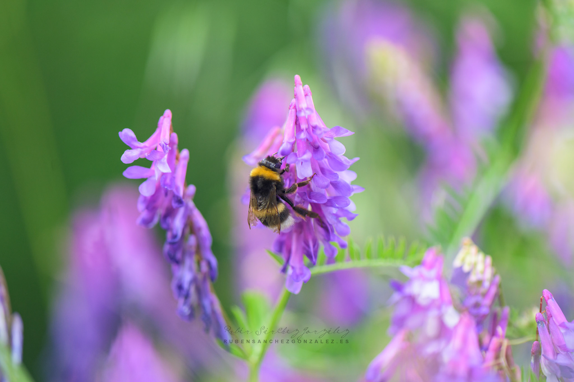 Abeja o Bombus pascuorum - Macro
