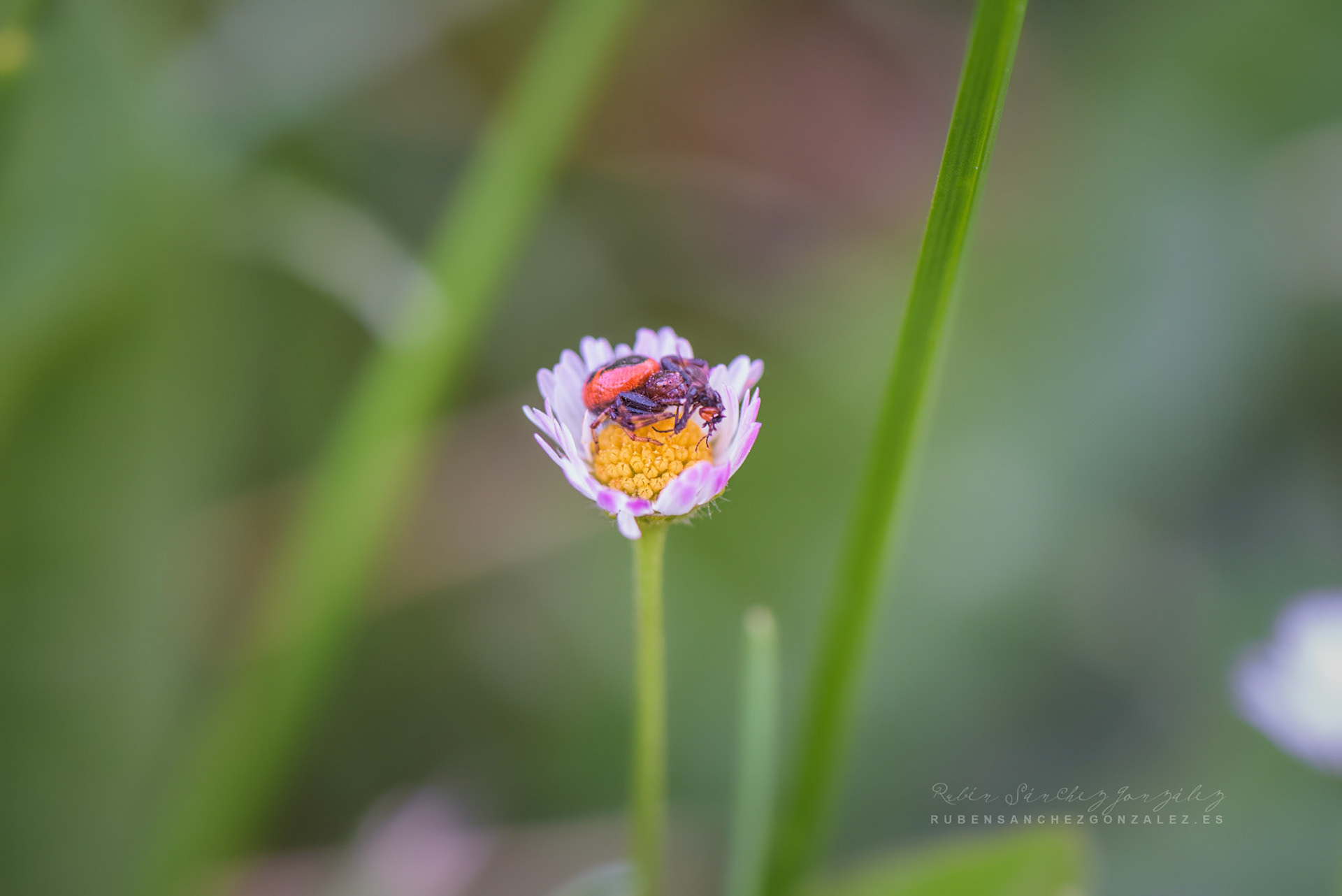 Synema globosum - Macro