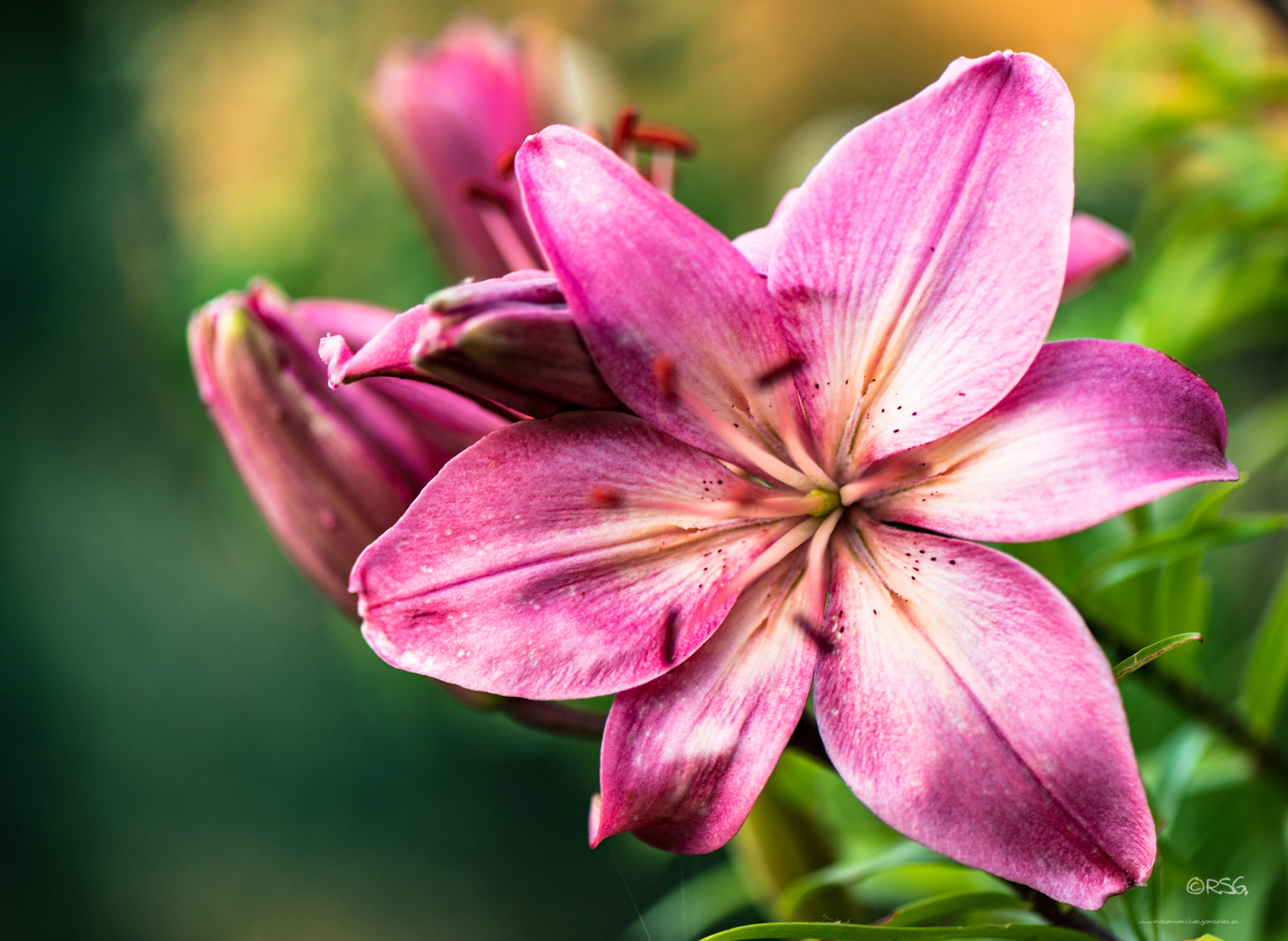 Lilium Lollypop - Macro
