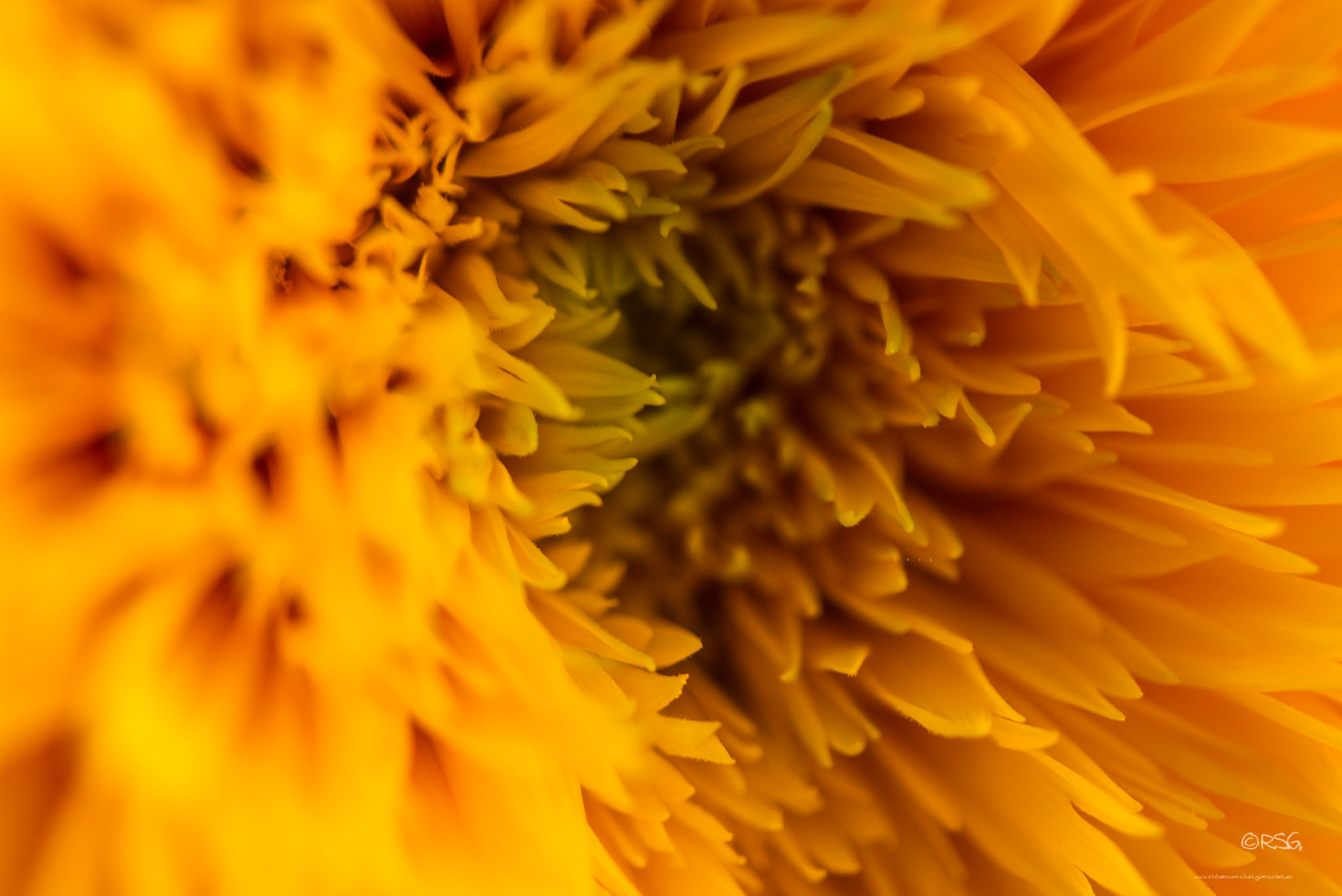 Girasol Ornamental - Macro