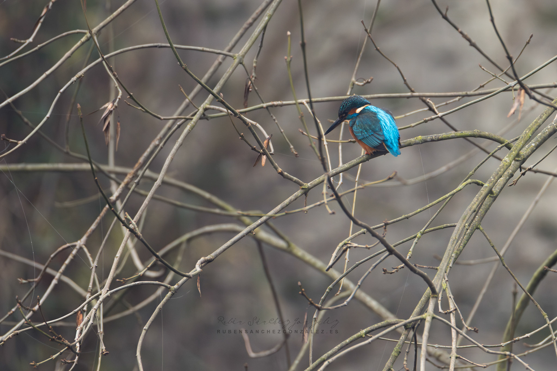 Martín pescador o Alcedo atthis - Aves