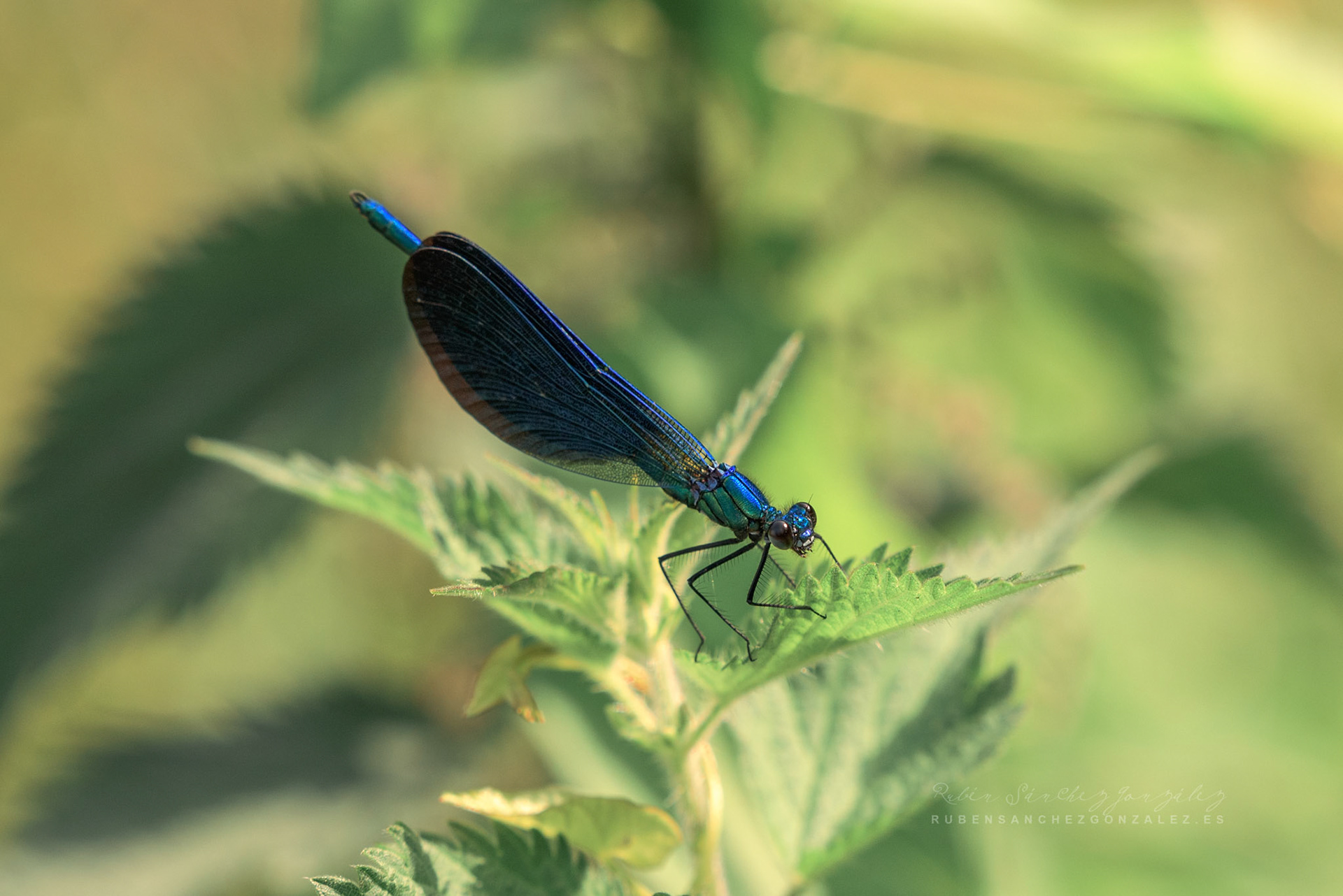 Libélula o Anisoptera - Macro