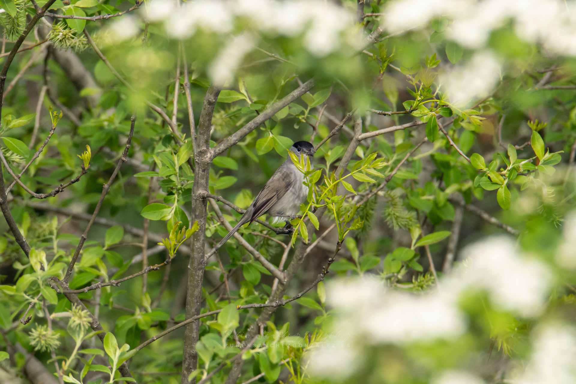 Curruca capirotada o Sylvia atricapilla- Aves