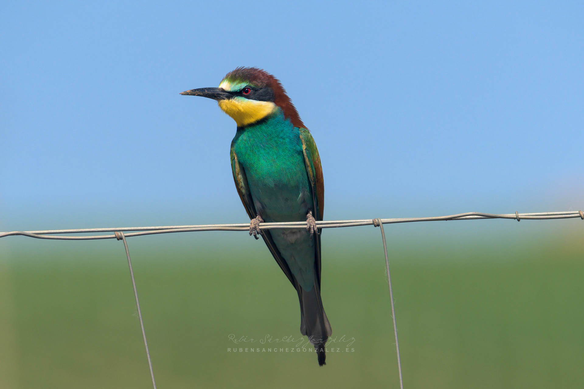 Abejaruco o Merops apiaster - Aves