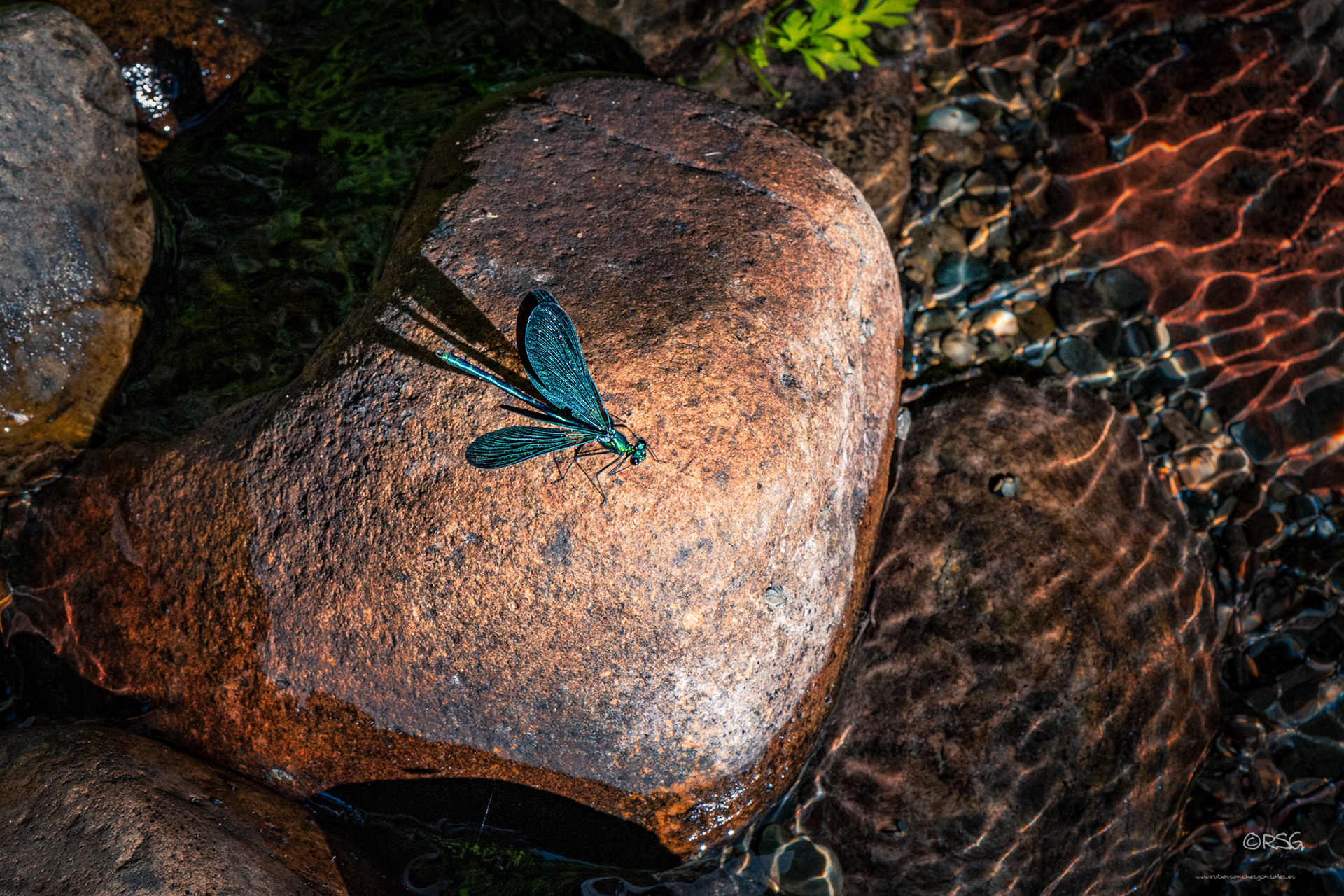 Libélula - Dragonfly - Macro