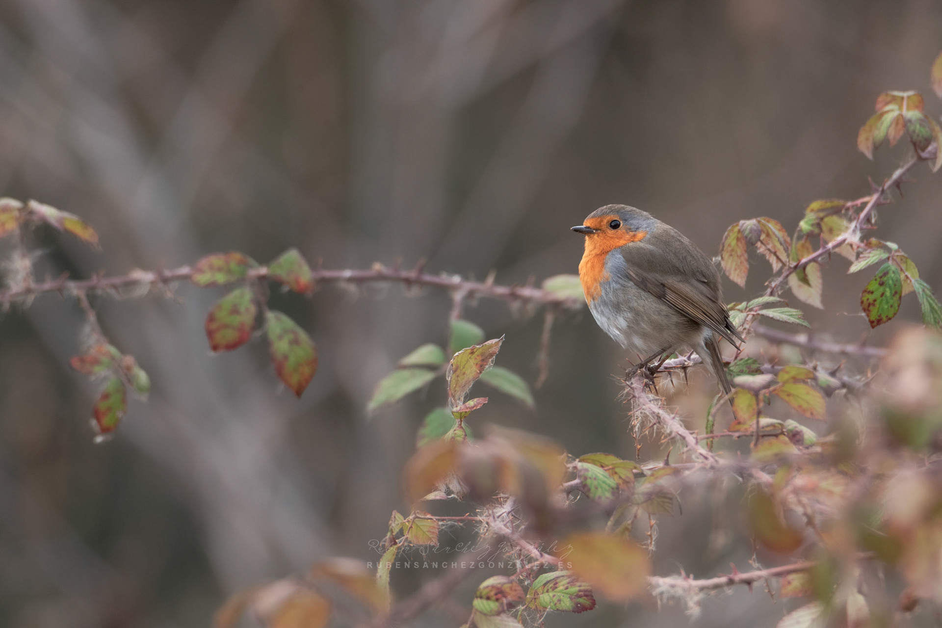 Petirrojo Paporrubio o Erithacus rubecula - Aves