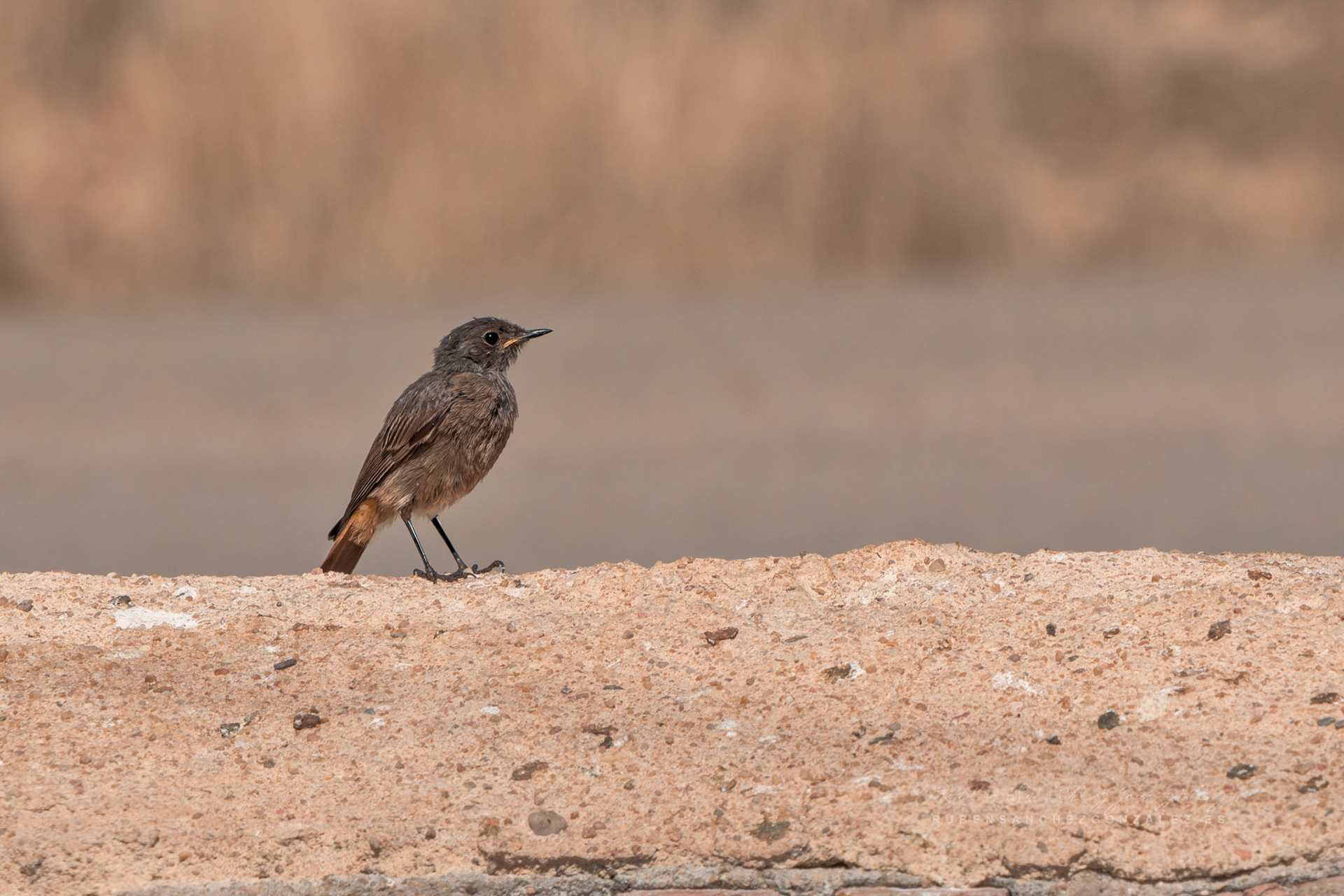 Colirrojo tizón macho - Ave