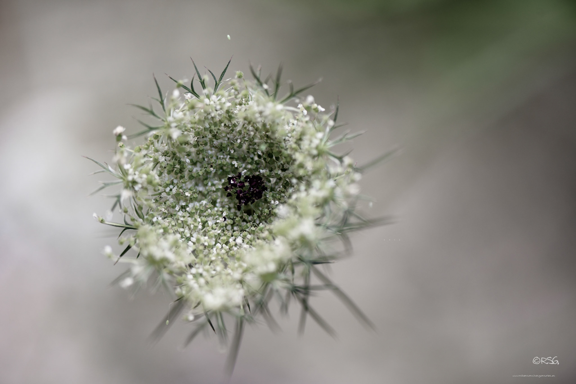 Zanahoria - Daucus carota -Macro