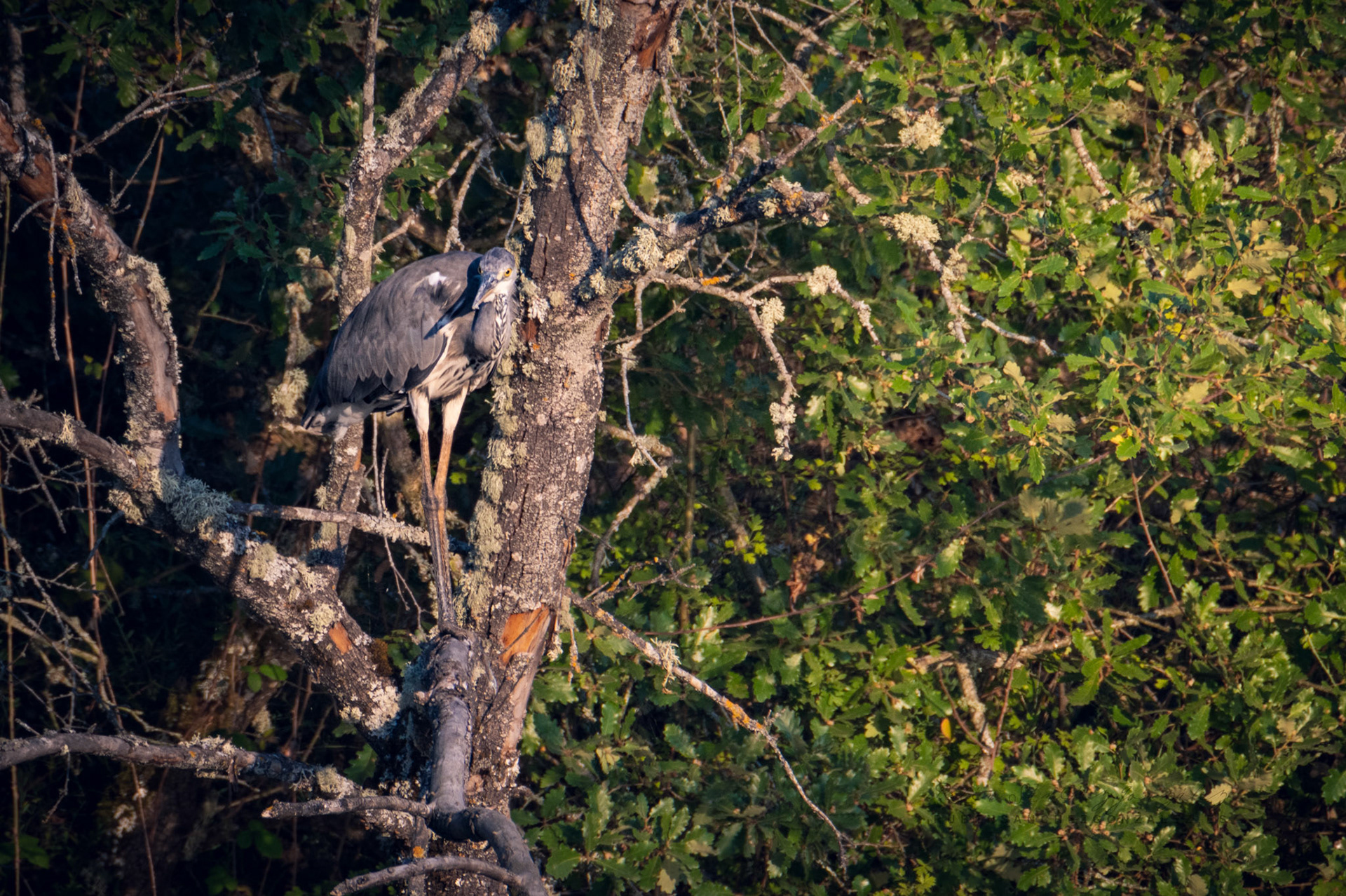 Garza Real o Ardea cinerea - Aves