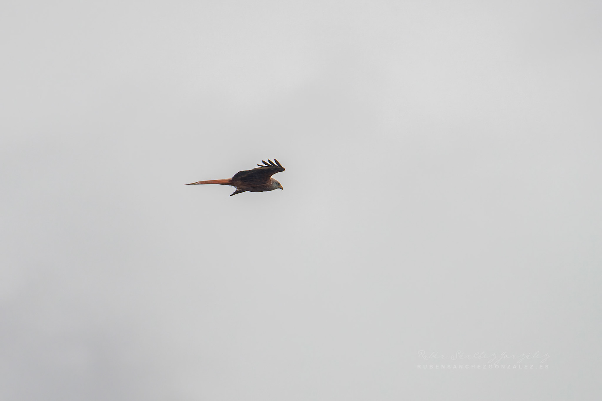 Milano real o Milvus milvus - Aves