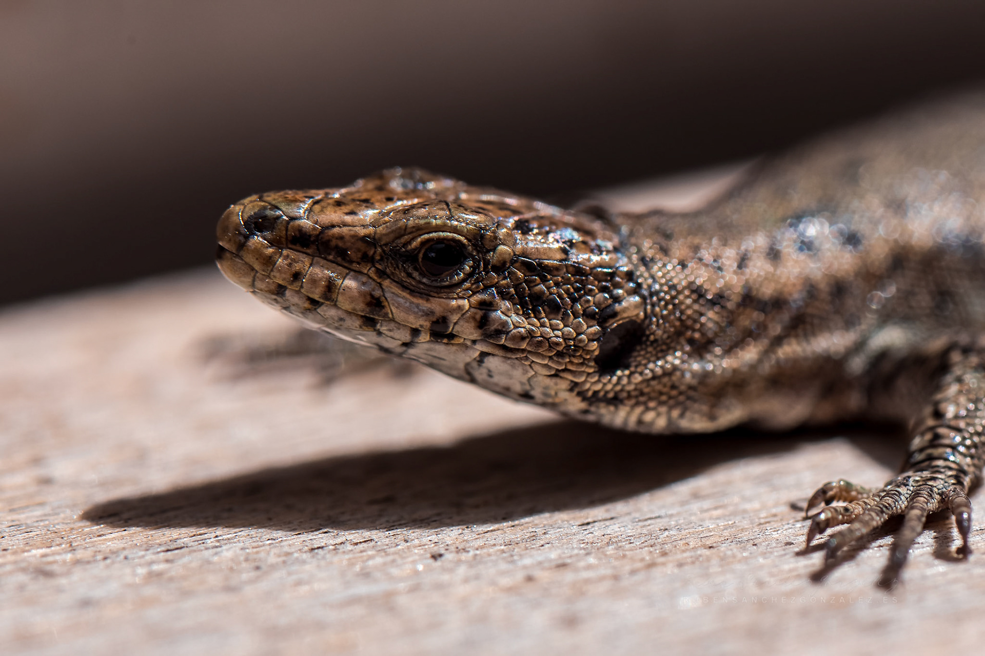 Lagartijas - Macro