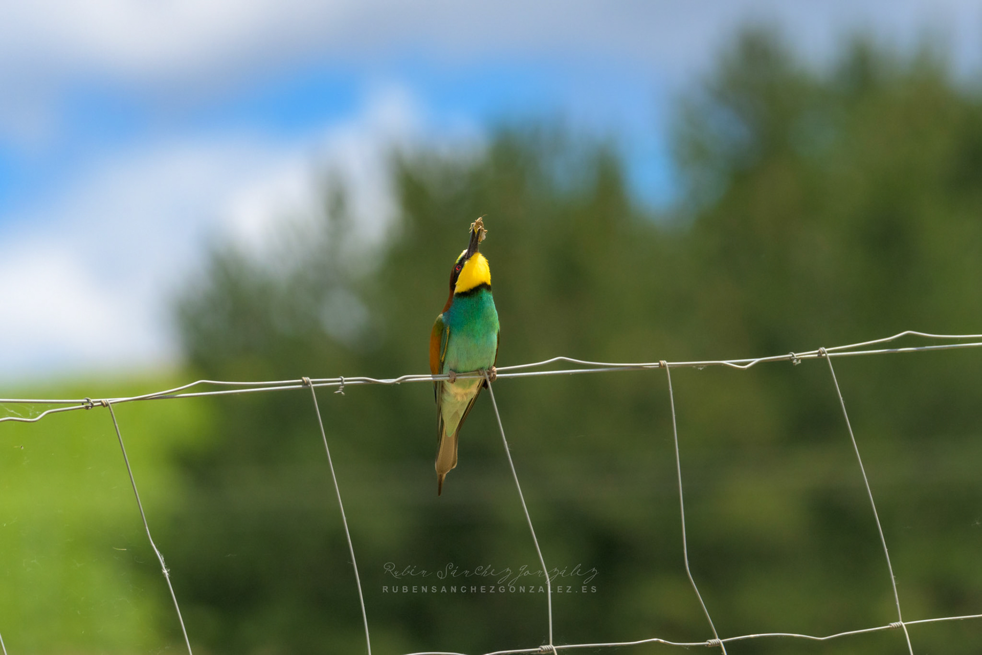 Abejaruco o Merops apiaster - Aves