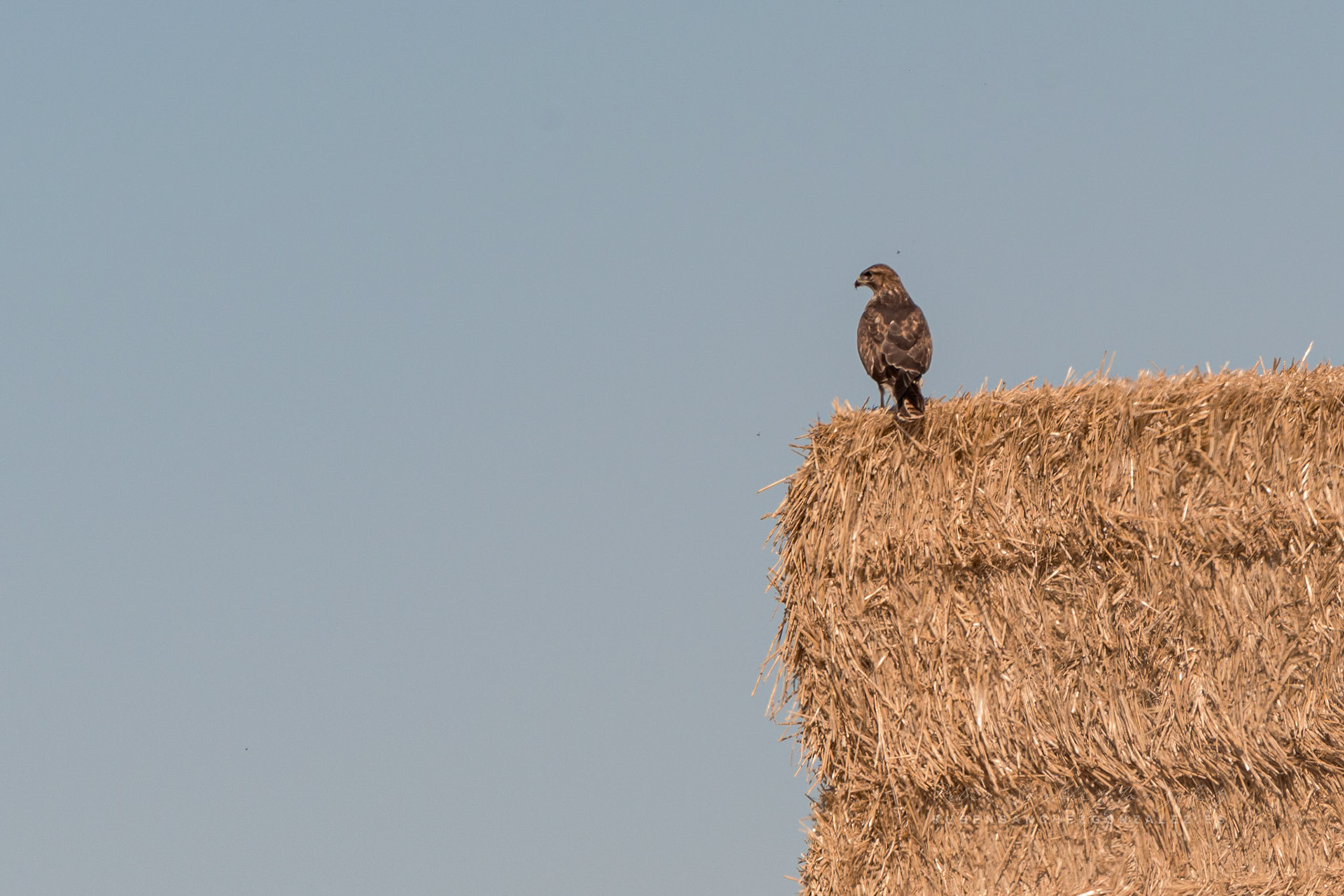Bustardo ratonero o Buteo buteo - Aves