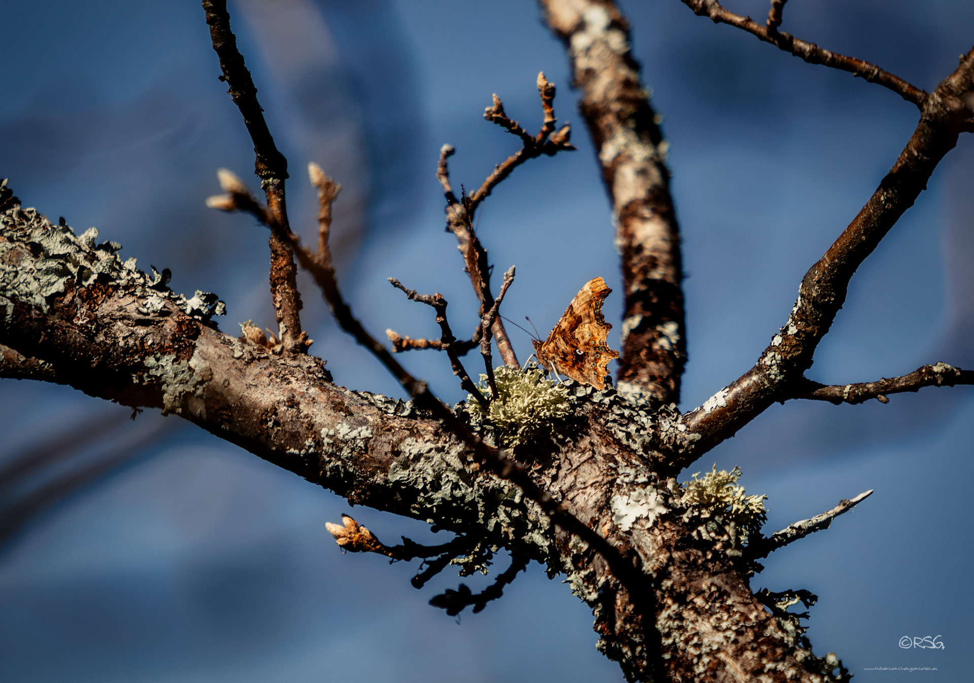 Mariposa - Hippachia hermione.
