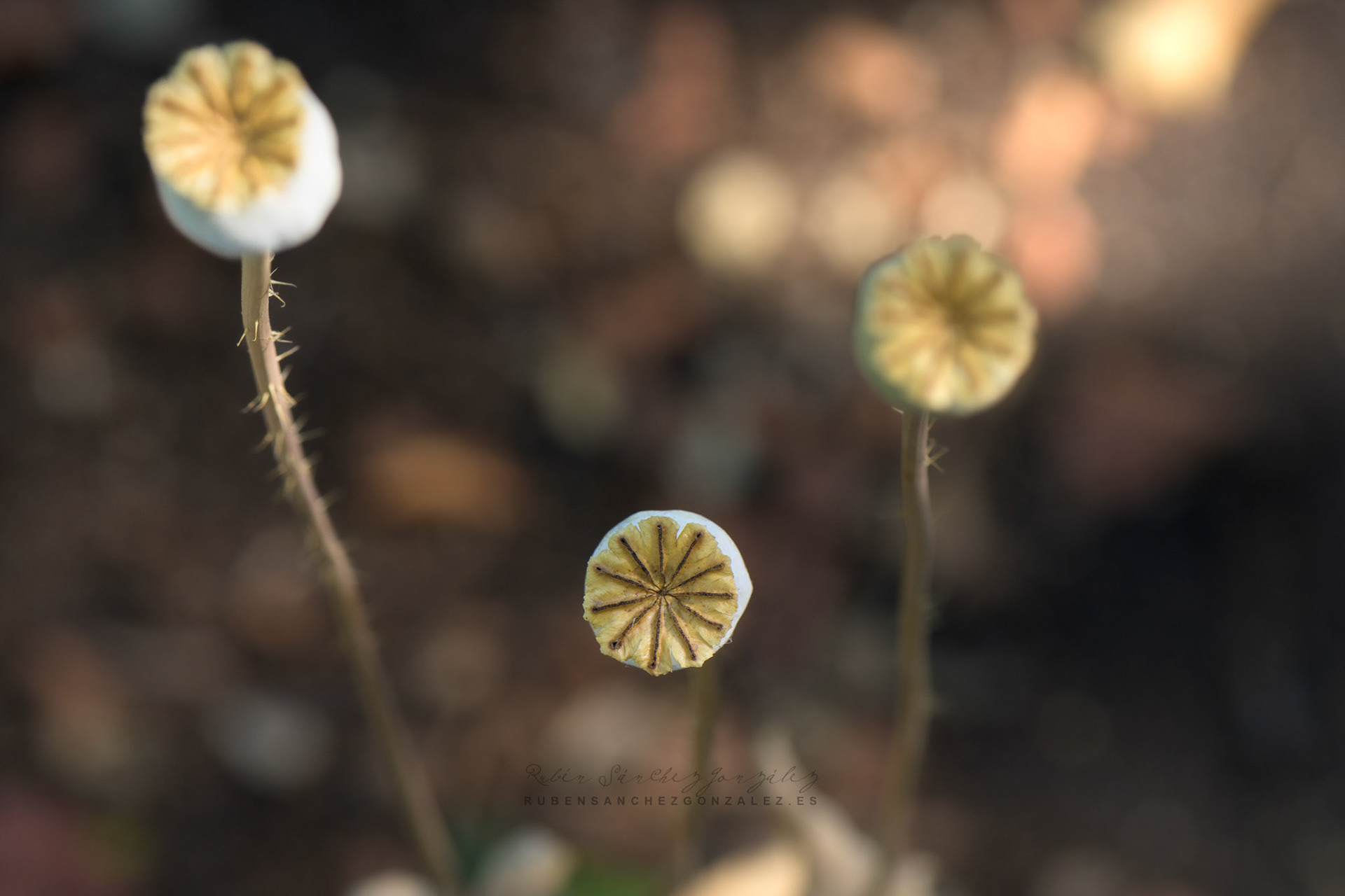 Amapolas secas - Plantas