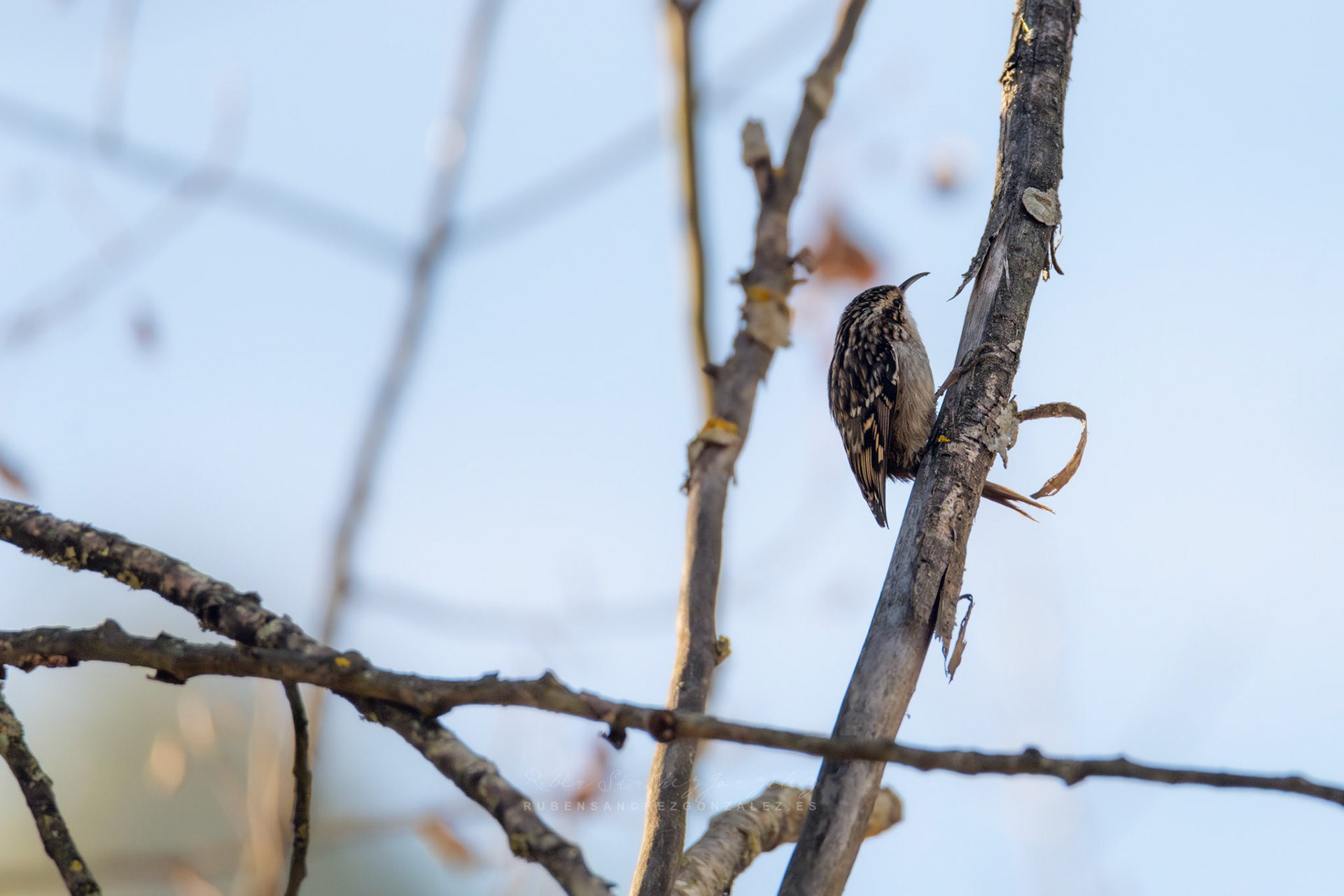 Agateador común o Certhia brachydactyla - Aves