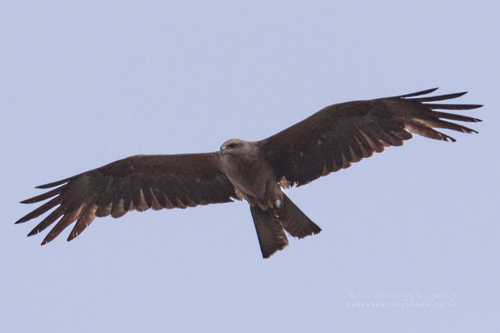 Milano Negro - Milvus migrans - Aves