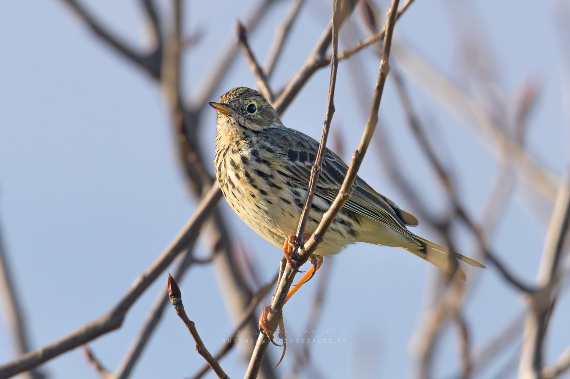 Bisbita común o Anthus pratensis - Aves