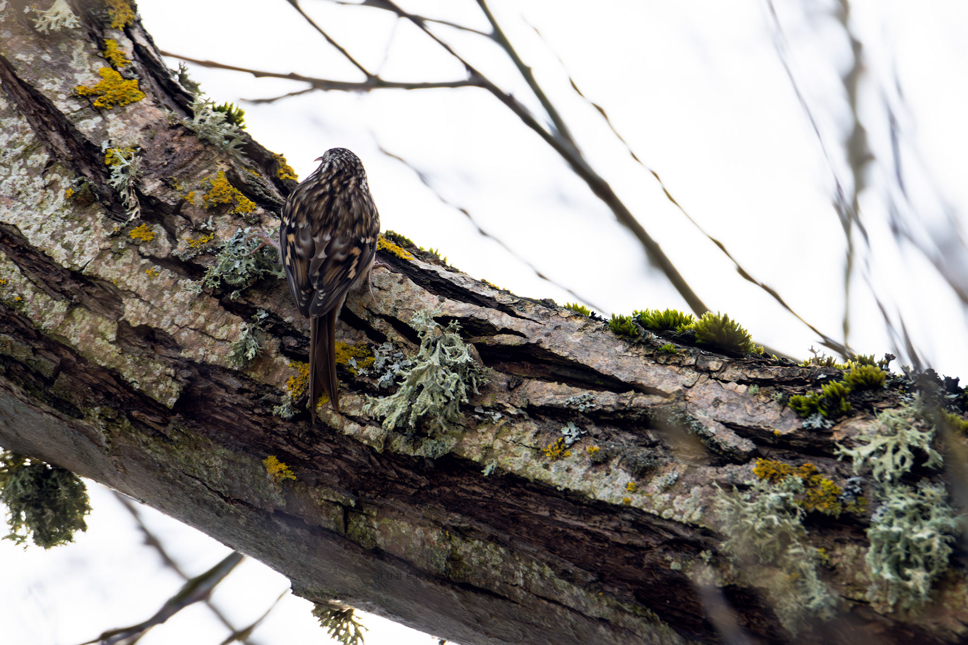 Agateador común o Certhia brachidactyla - Aves