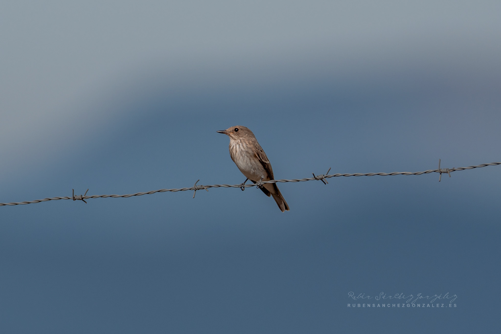 Papamoscas gris o Muscicapa striata - Aves
