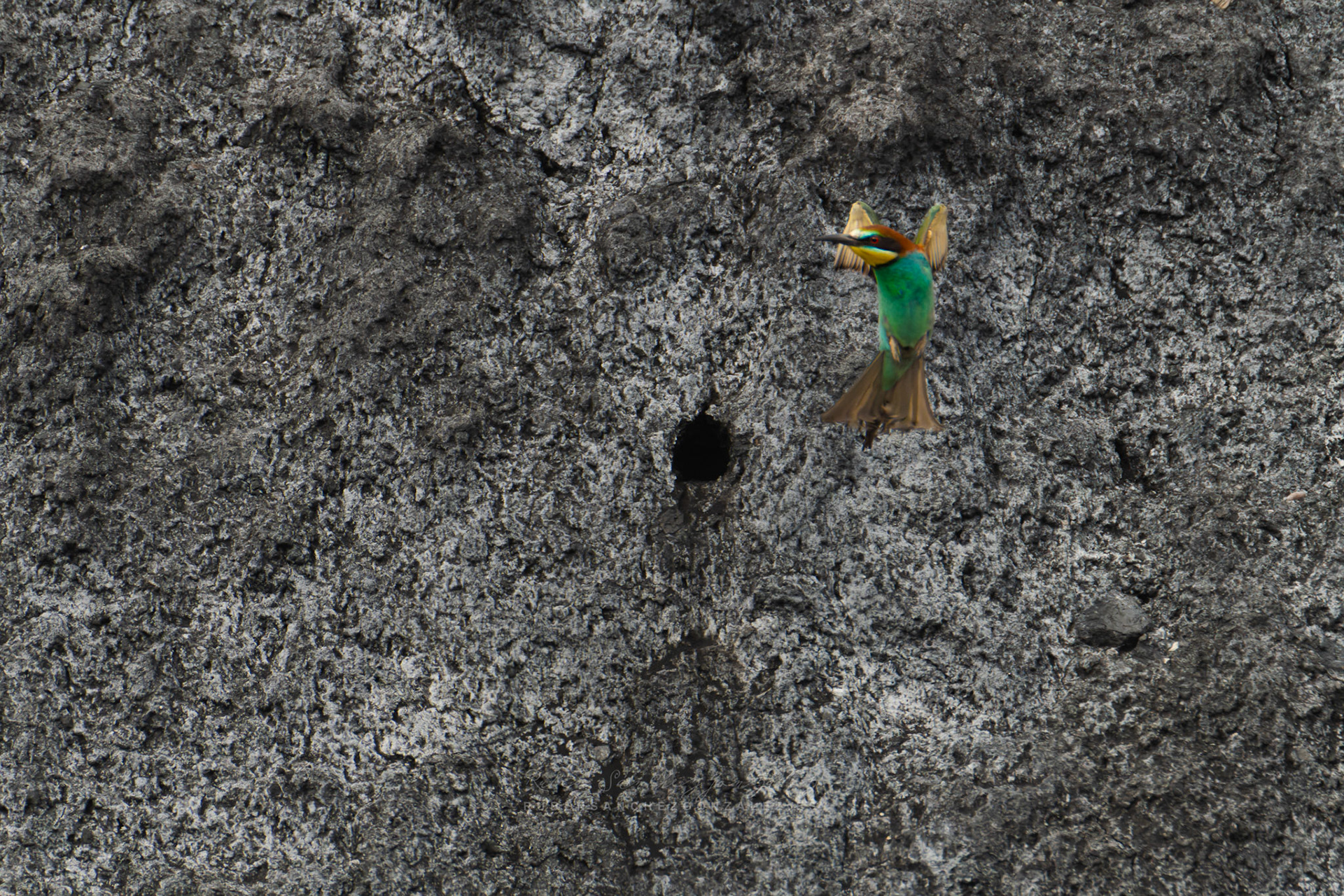 Abejaruco o Merops apiaster - Aves