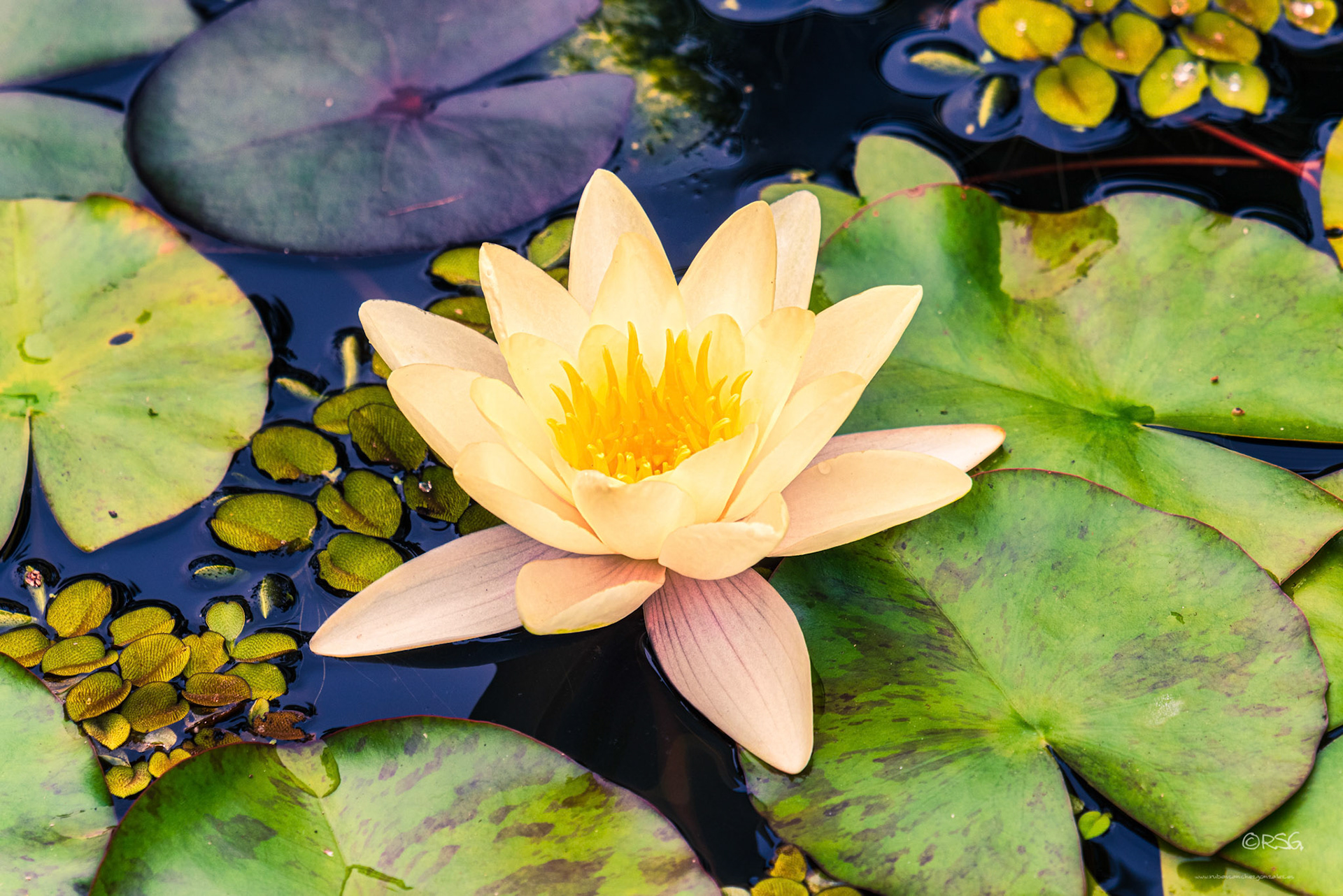Nenúfar - Nymphaeaceae - Plantas