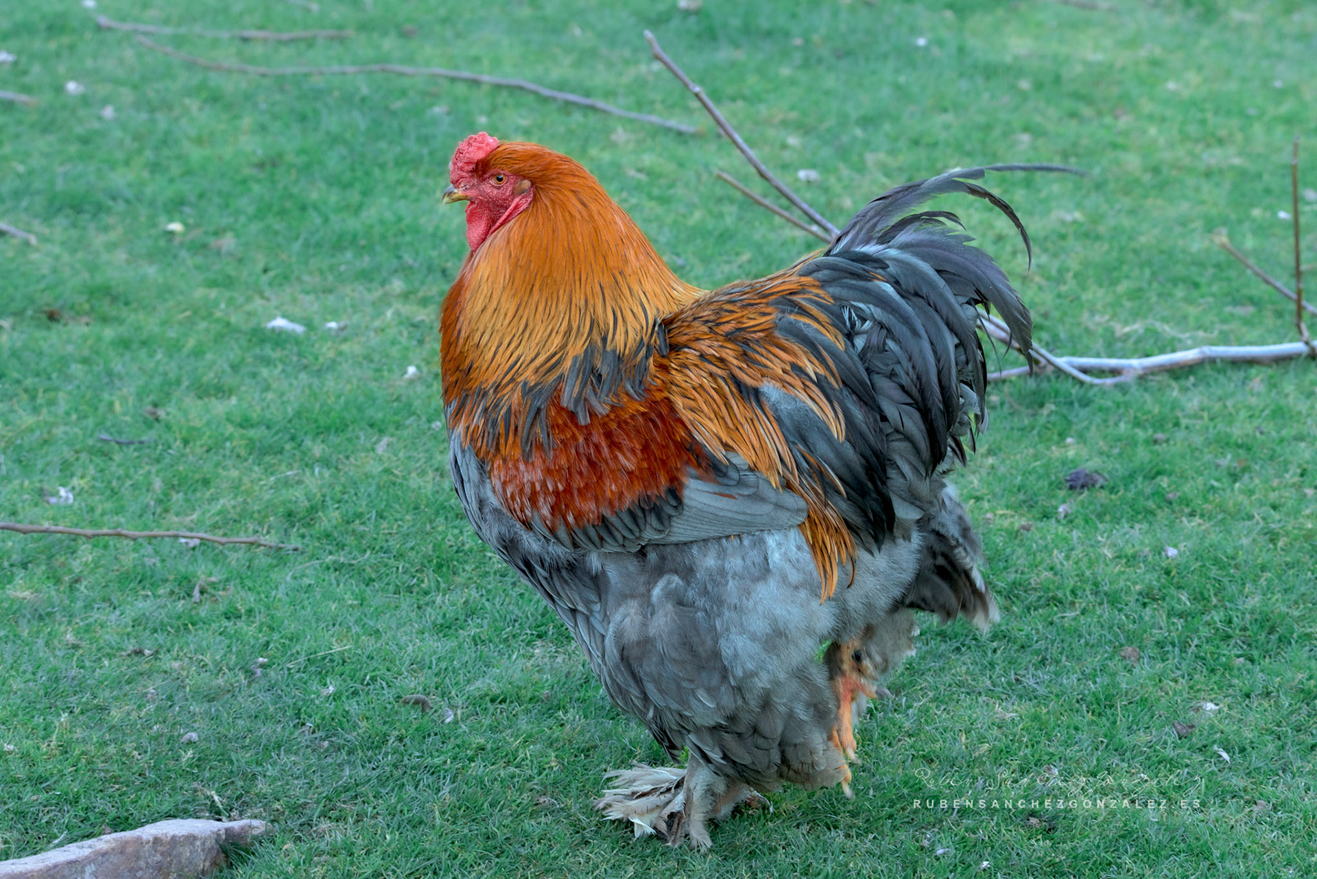 Gallo Brahma o gallo dorado - Aves