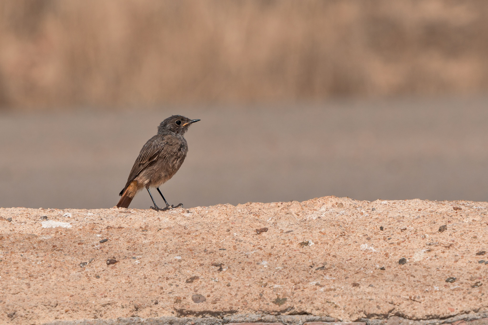 Colirrojo tizón macho - Ave