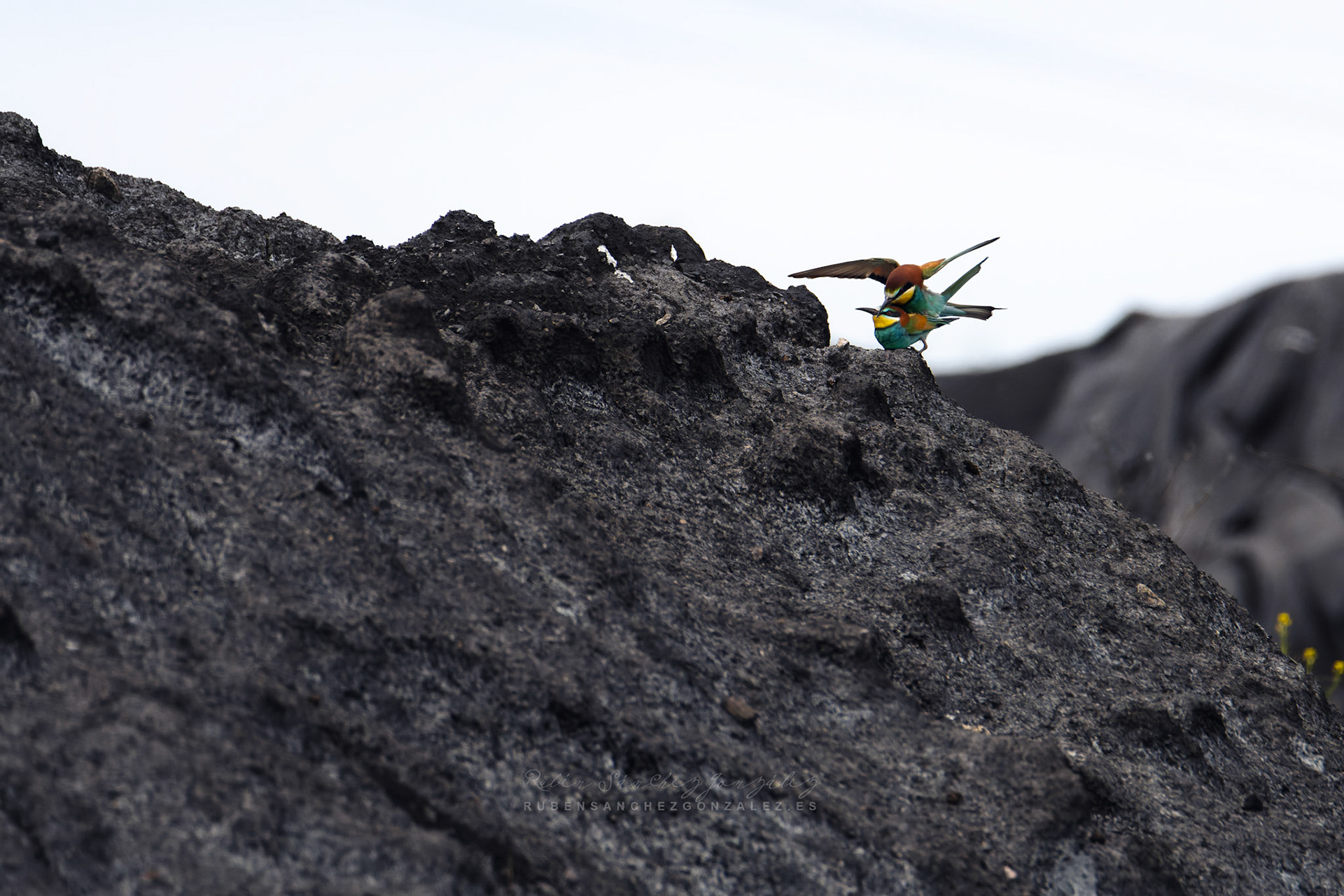 Abejaruco o Merops apiaster - Aves