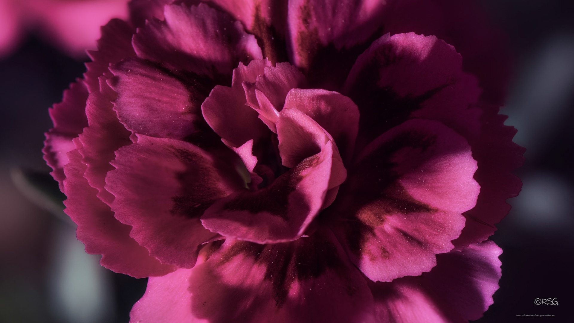 Clavelitos - macro plantas