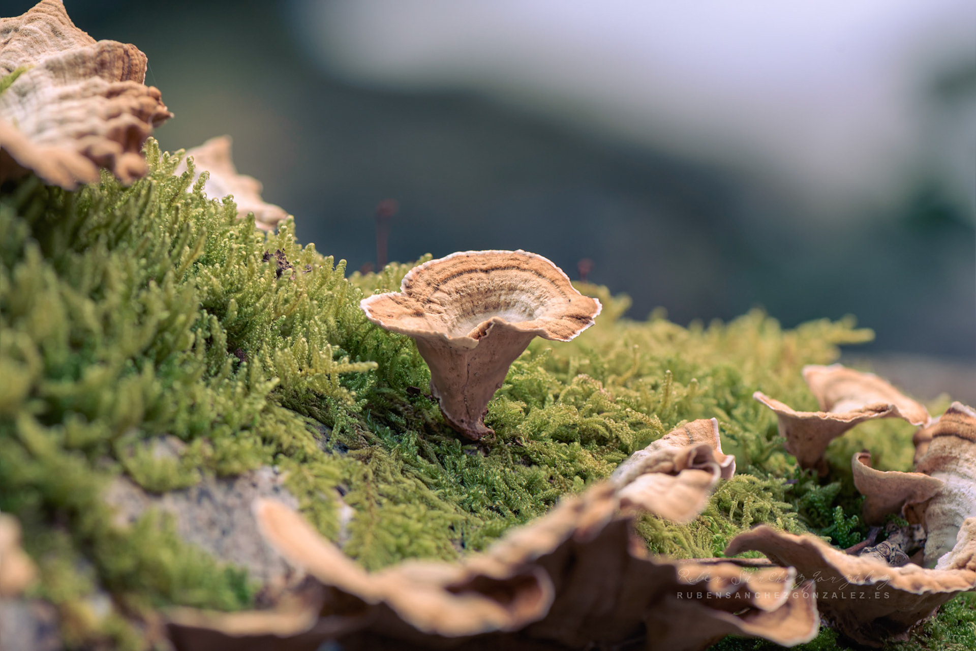 Thelephora terrestris no - Setas and Mushrooms