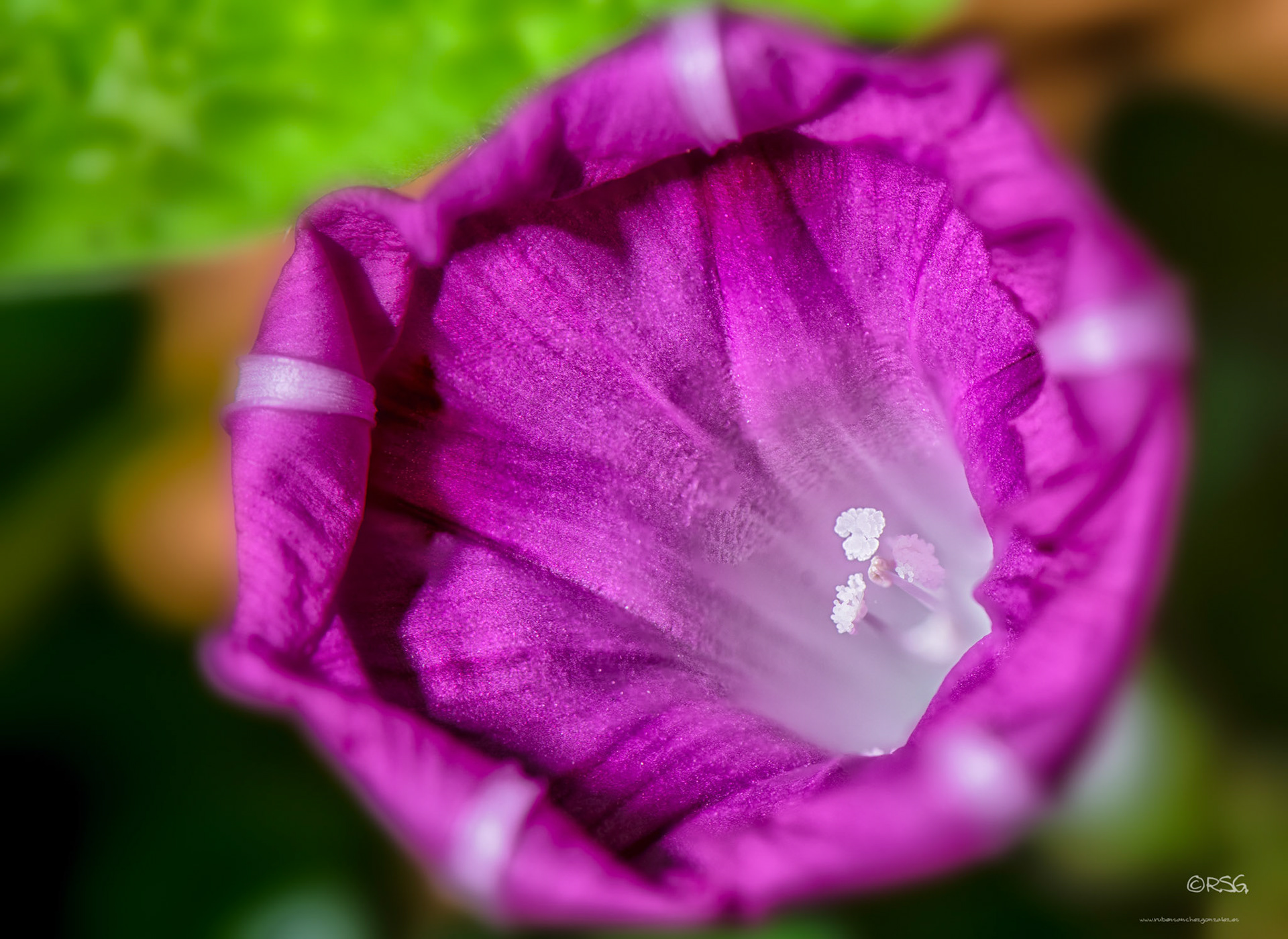 Ipomea rosa abierta -  Macro