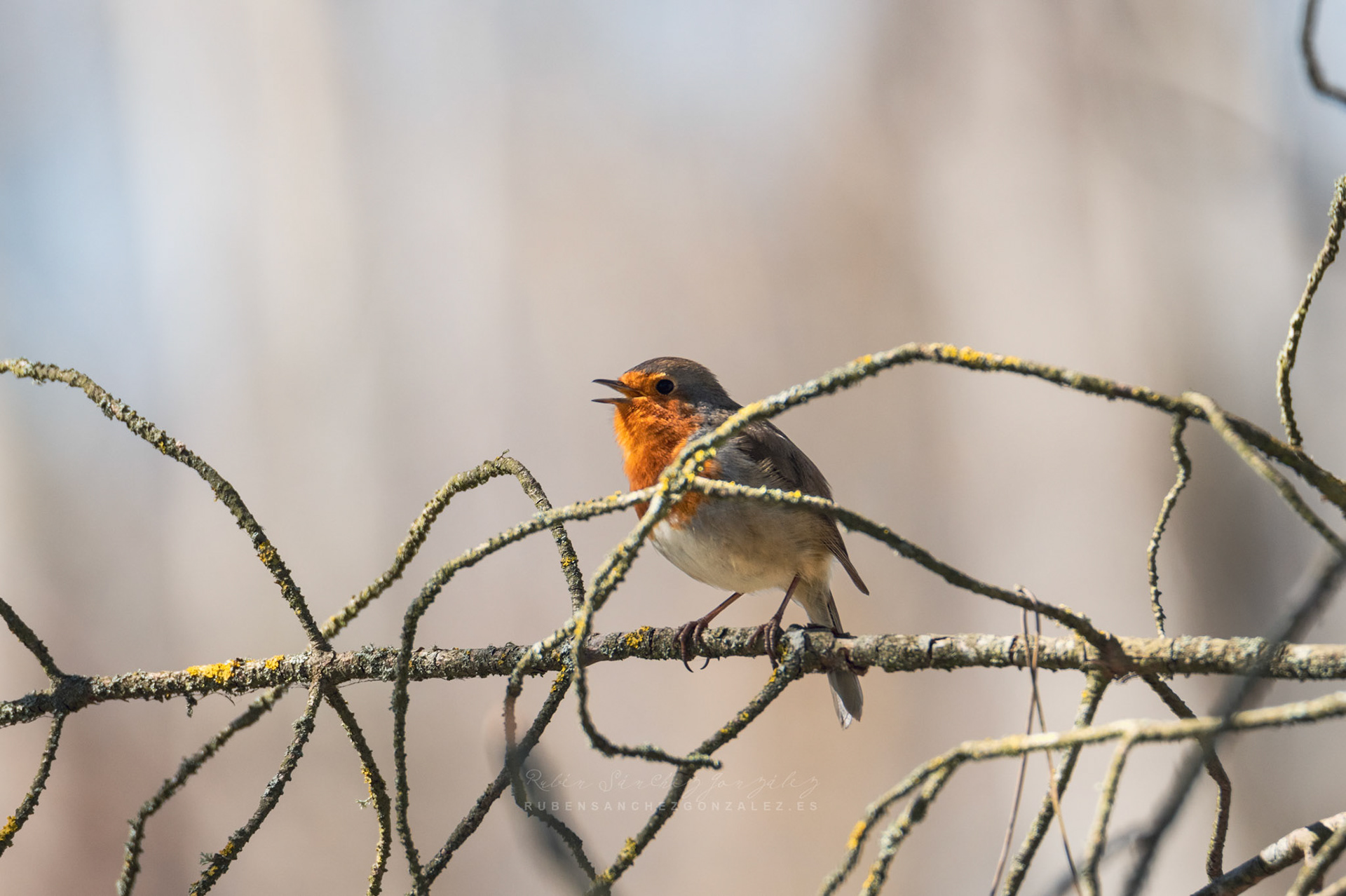 Petirrojo Paporrubio o Erithacus rubecula - Aves