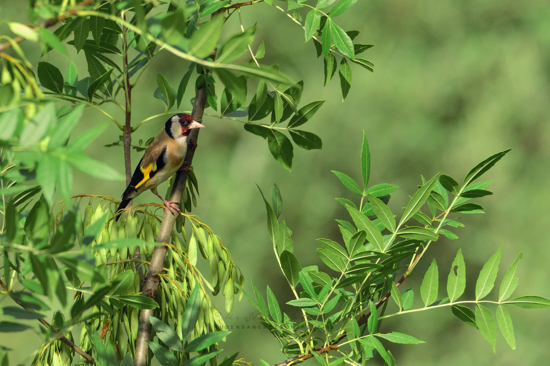 Jilgero o Carduelis carduelis - Aves