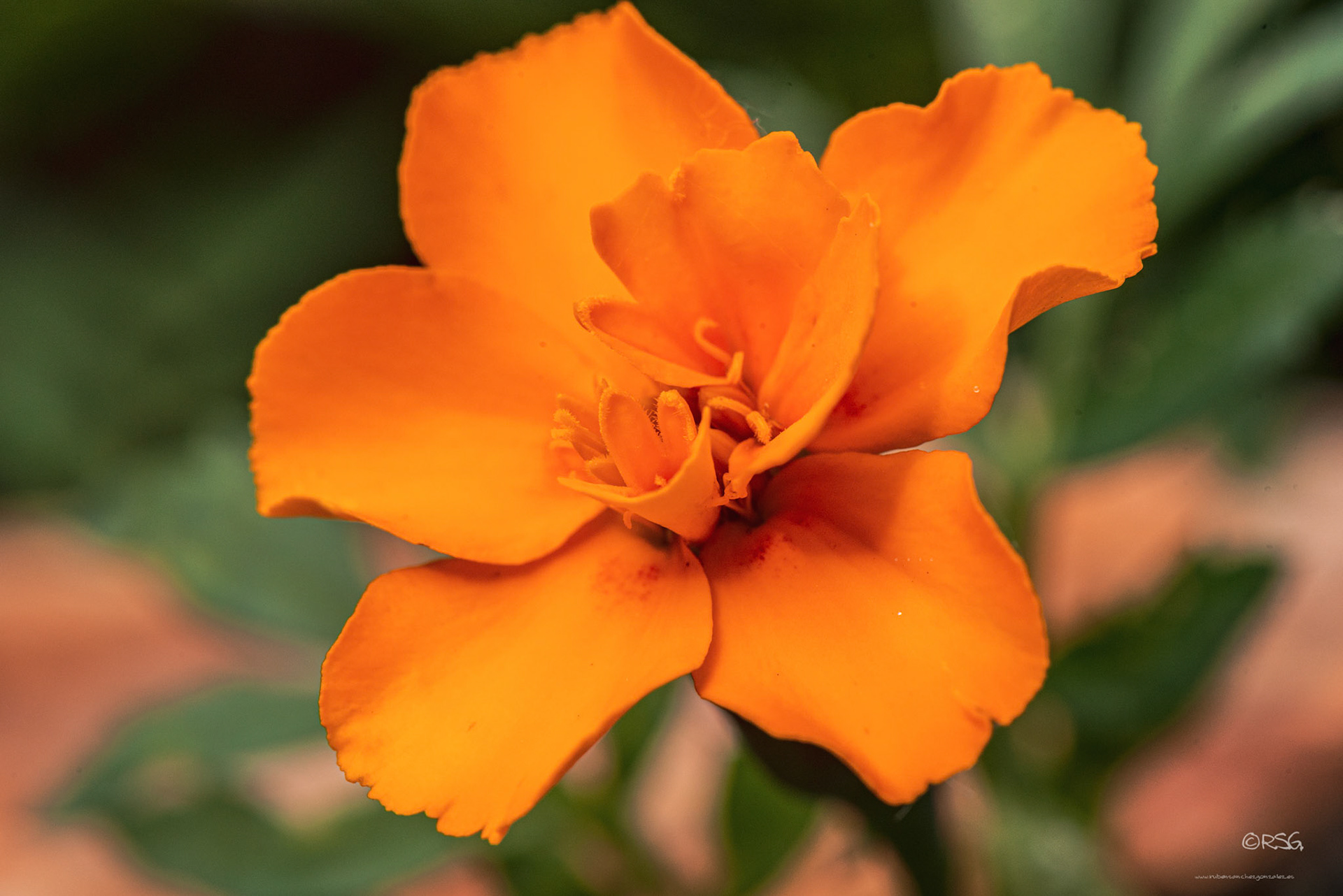 Tagete o clavel  chino - Macro