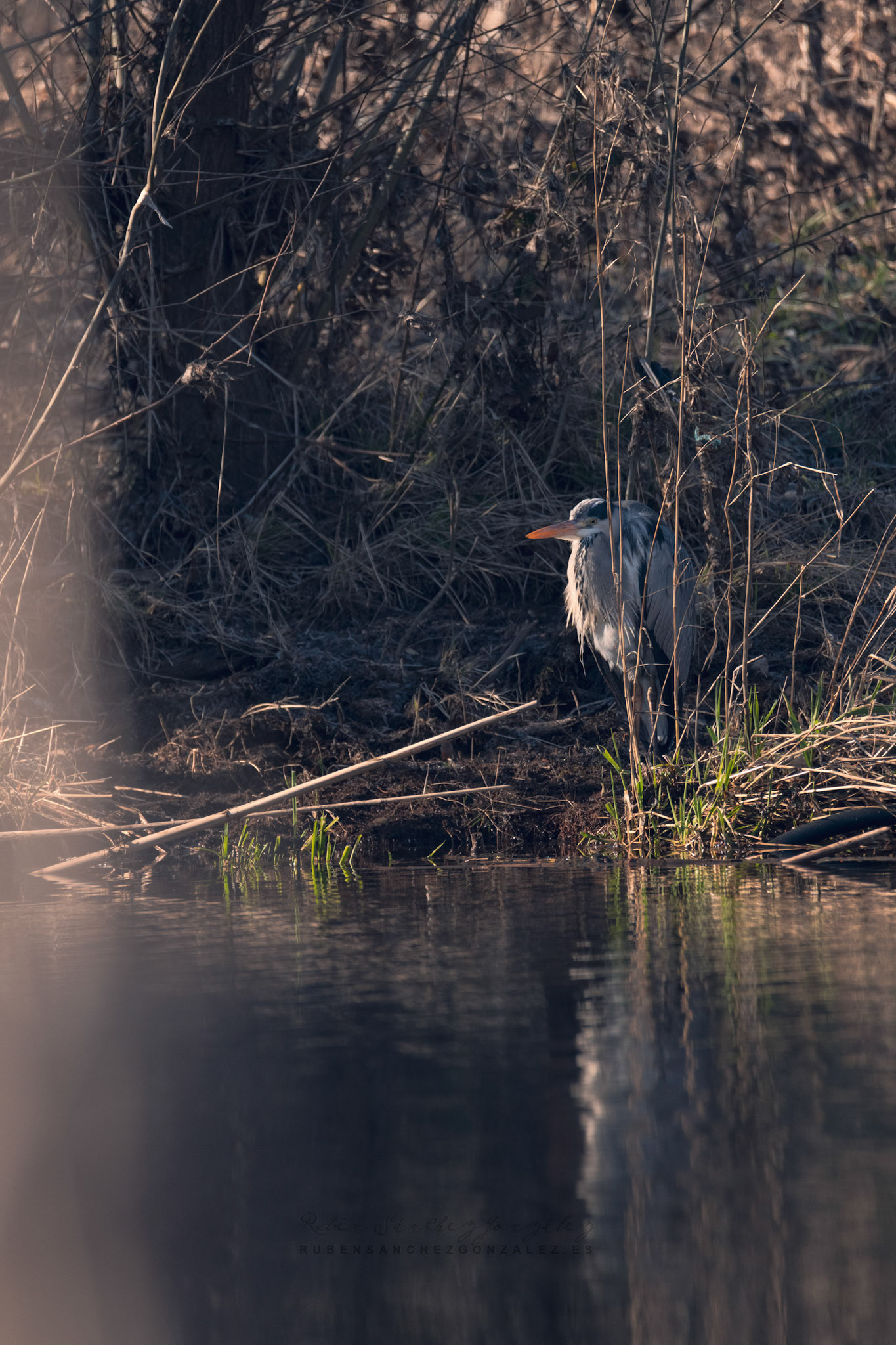 Garza Real o Ardea cinerea - Aves