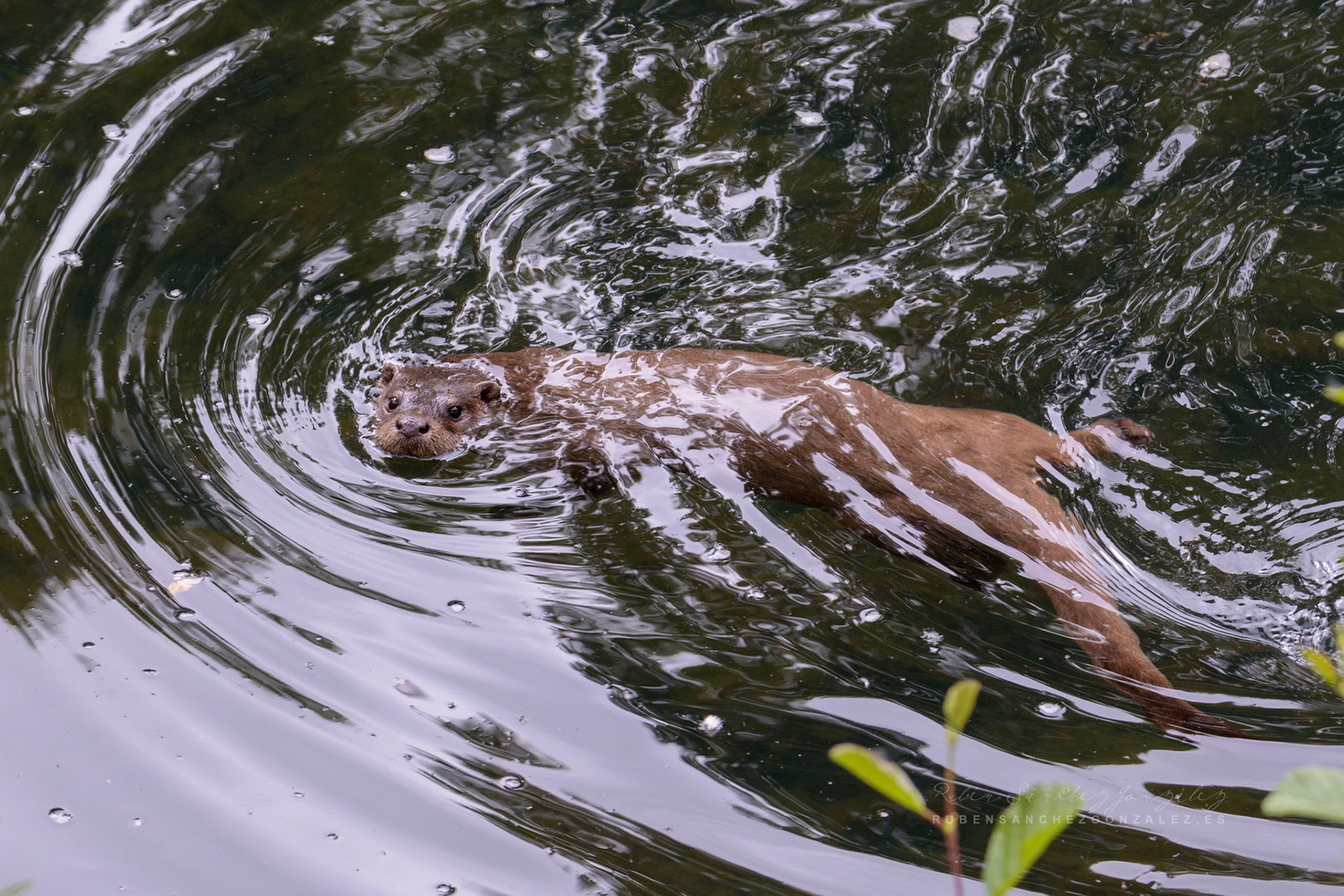 Lutrinae o Nutrias - Animales
