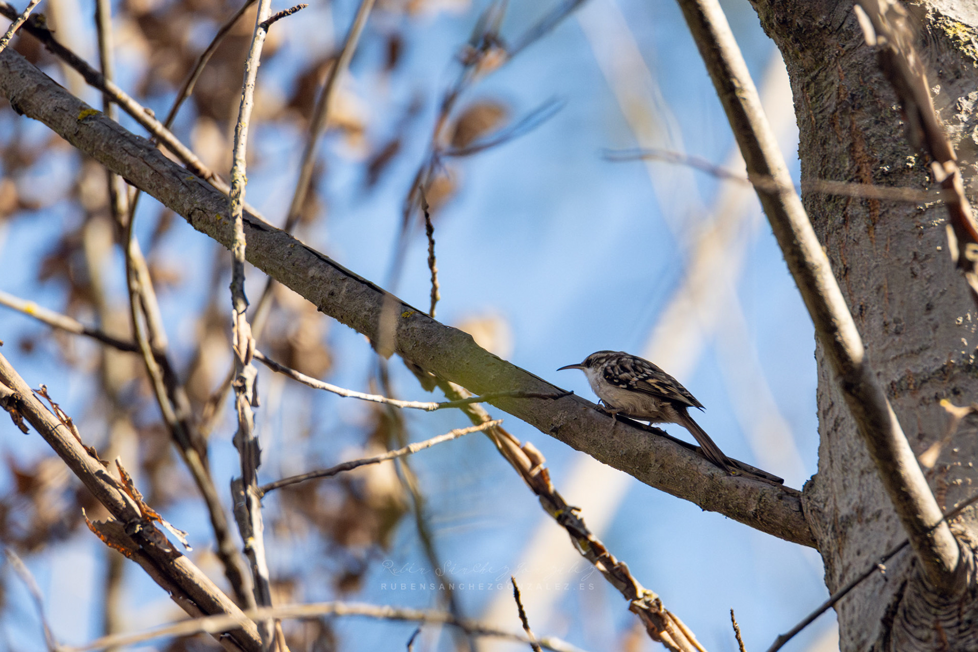 Agateador común o Certhia brachydactyla - Aves