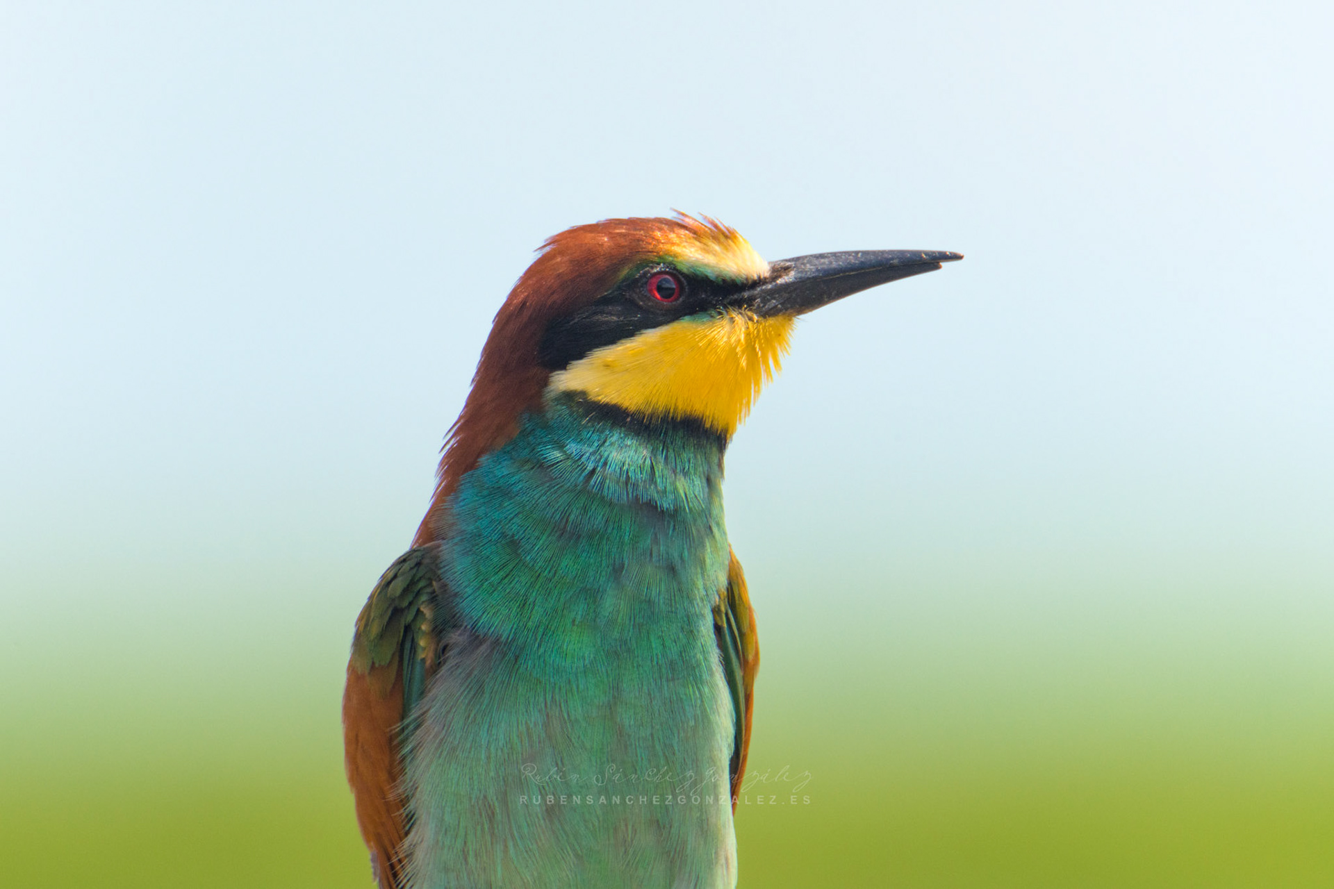Abejaruco o Merops apiaster - Aves