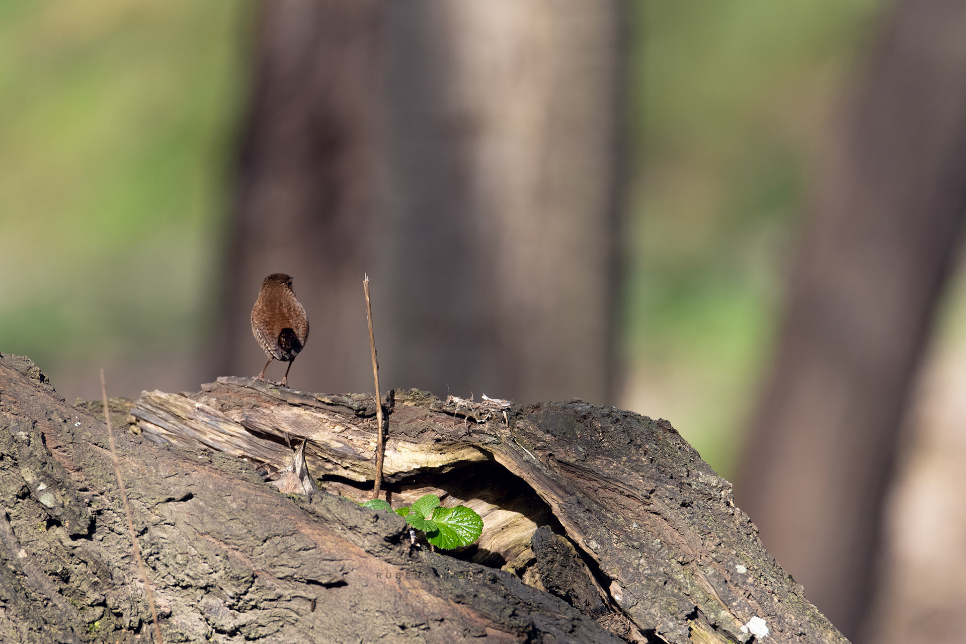 Chochín o Troglodytes troglodytes - Aves