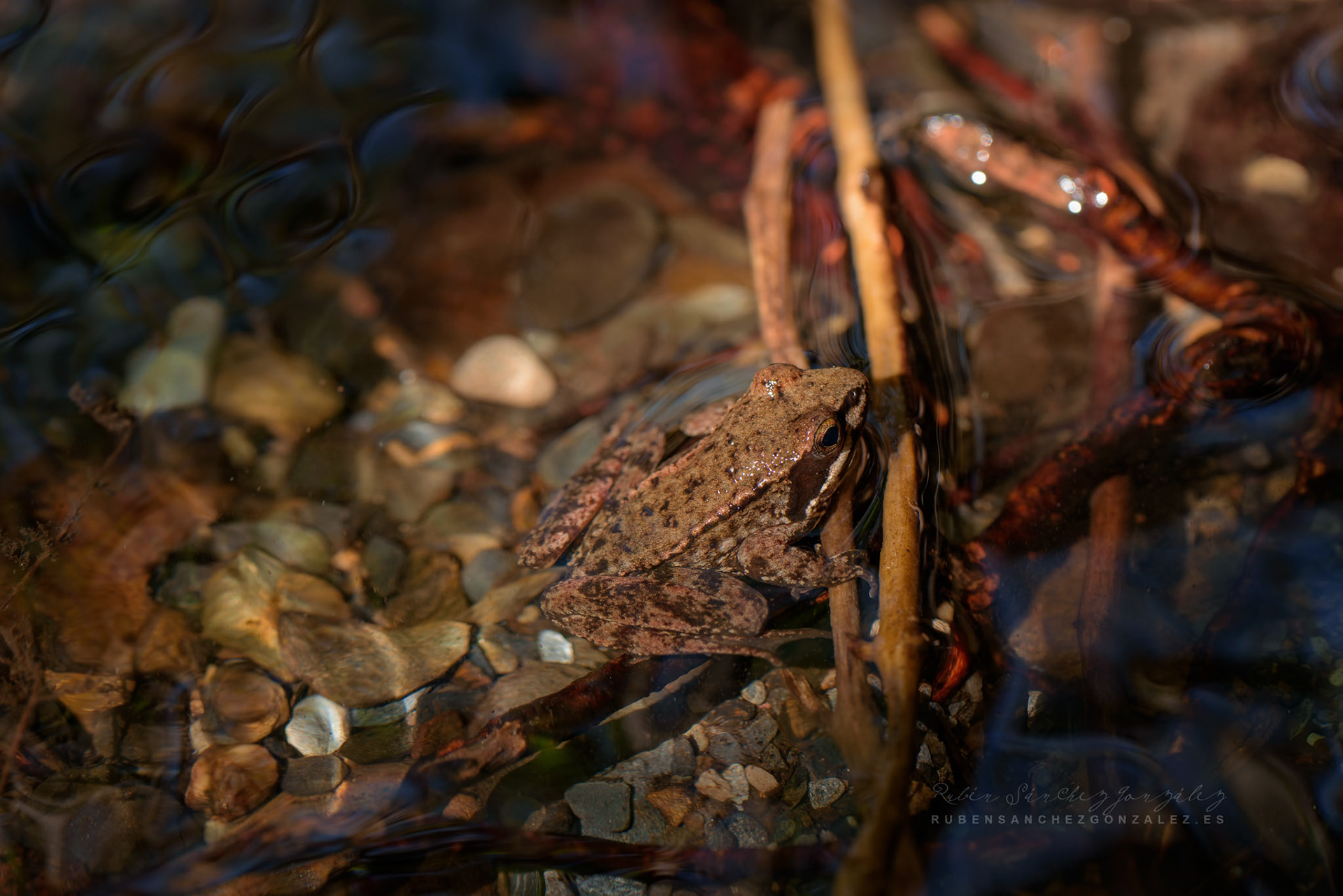 Rana cascadae - Anfibio