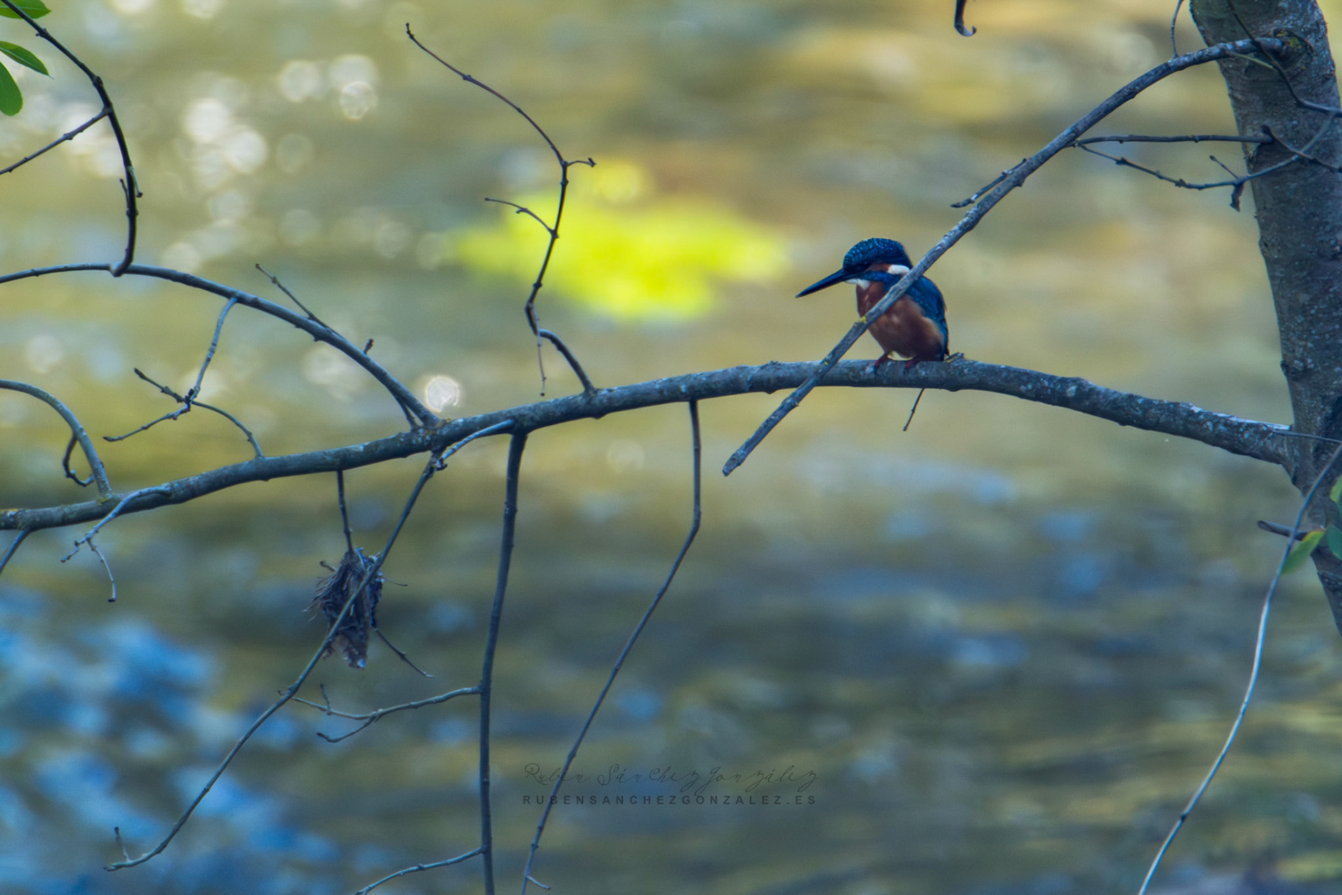Martín pescador o Alcedo atthis - Aves